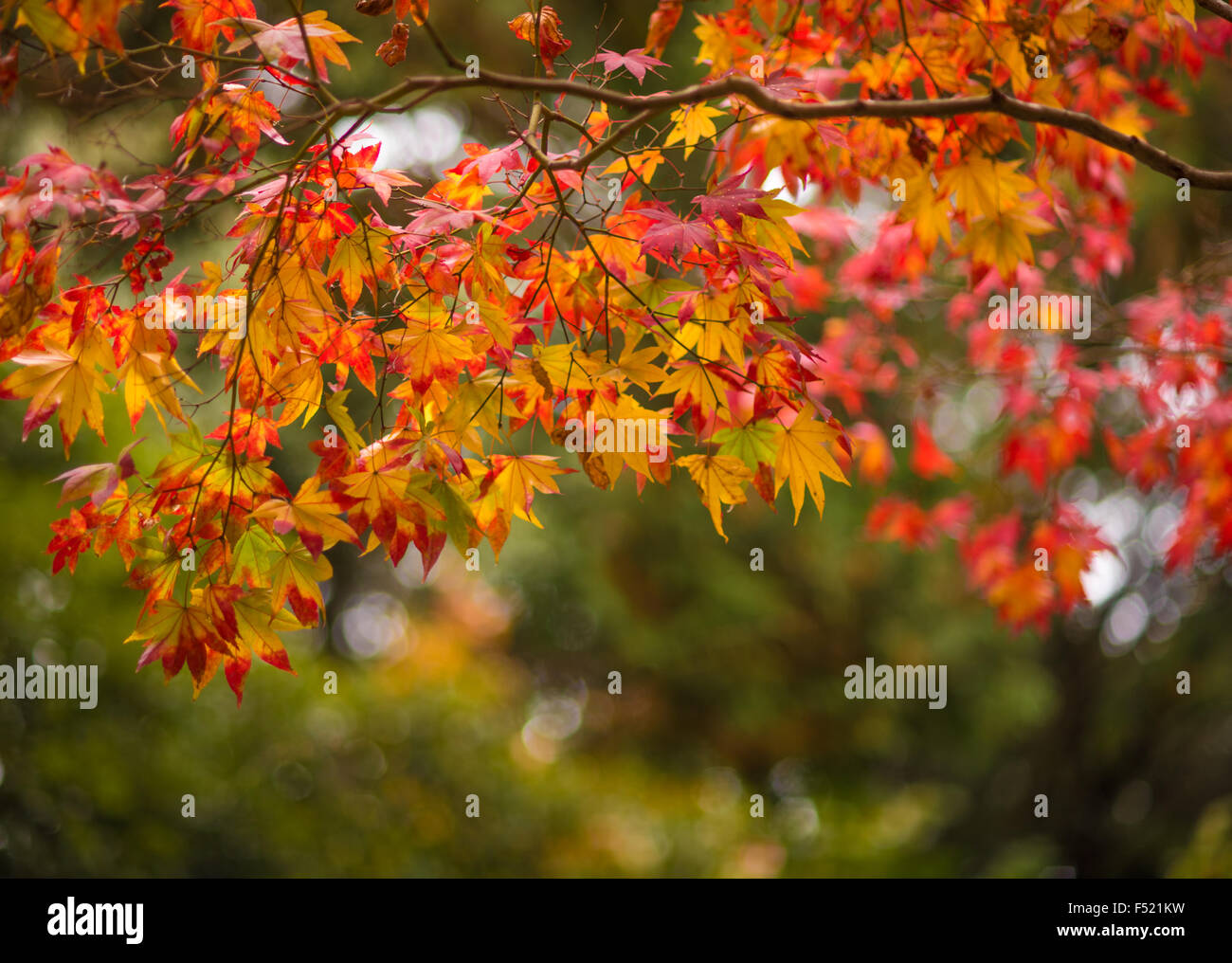 Foglie di autunno, molto superficiale la messa a fuoco Foto Stock