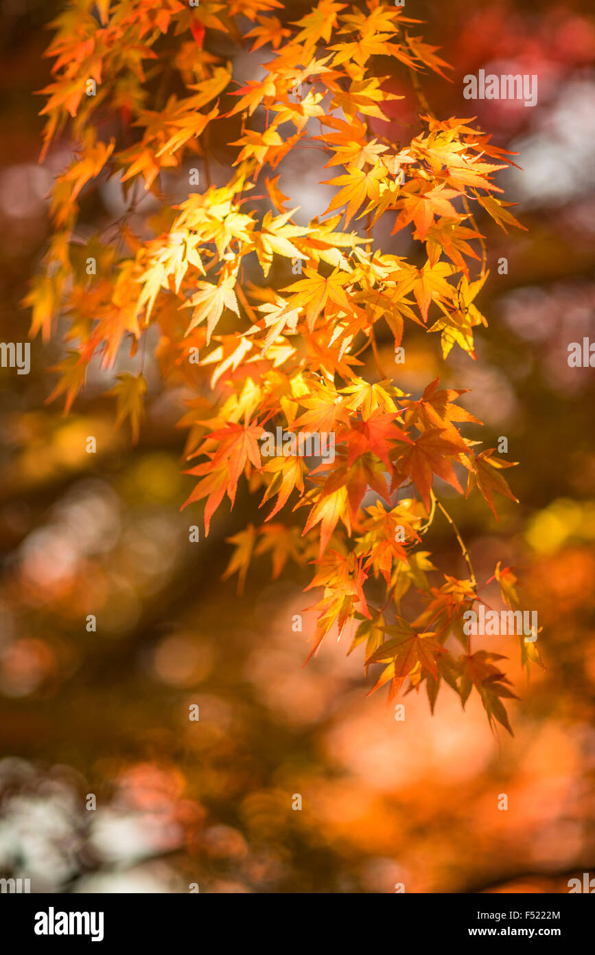 Foglie di autunno, molto superficiale la messa a fuoco Foto Stock