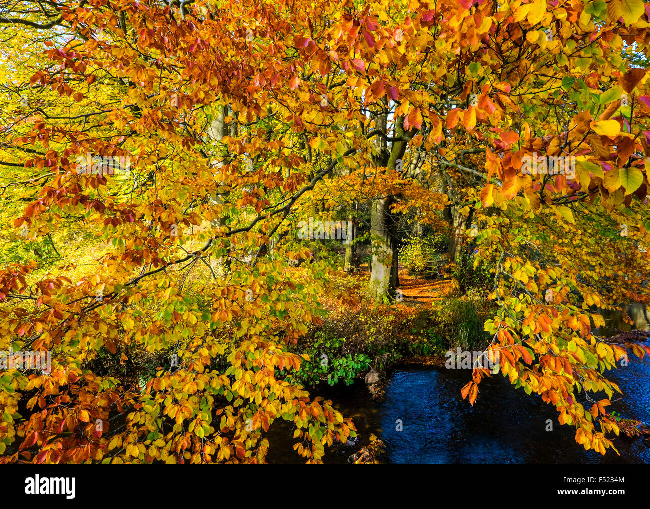 I colori autunnali sul fiume colomba nella Beresford Dale vicino a Hartington nel Parco Nazionale di Peak District Credit: Foto Stock