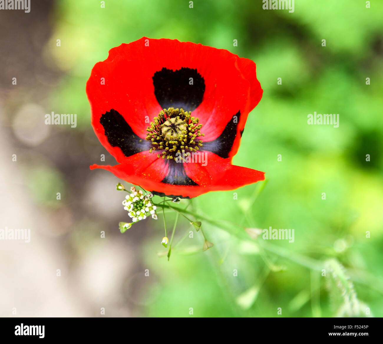 Una chiusura di una coccinella Papavero (Papaver commutatum) "coccinella' Fiore Foto Stock