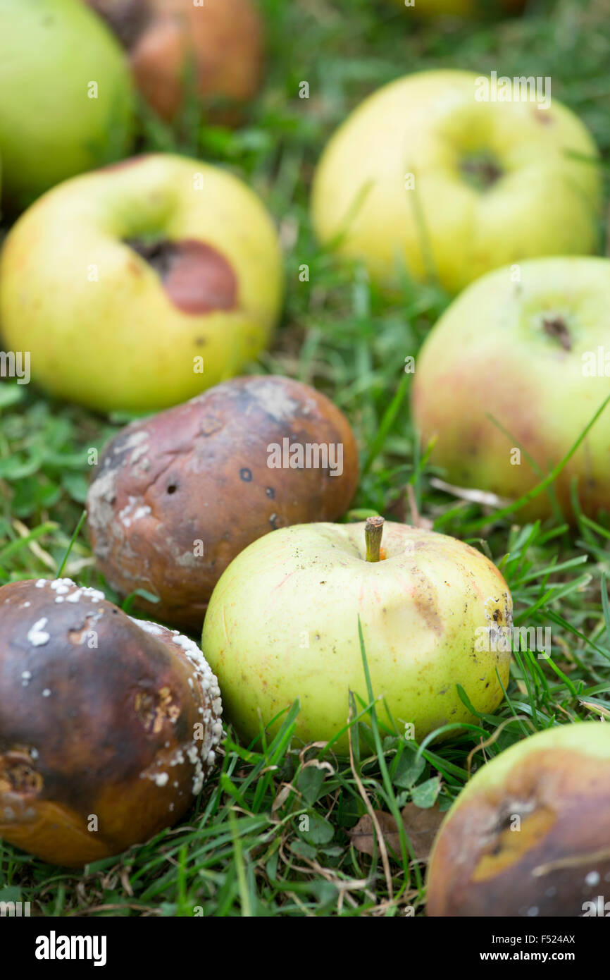 Mele marciume sul terreno di un frutteto, Herefordshire, England, Regno Unito Foto Stock