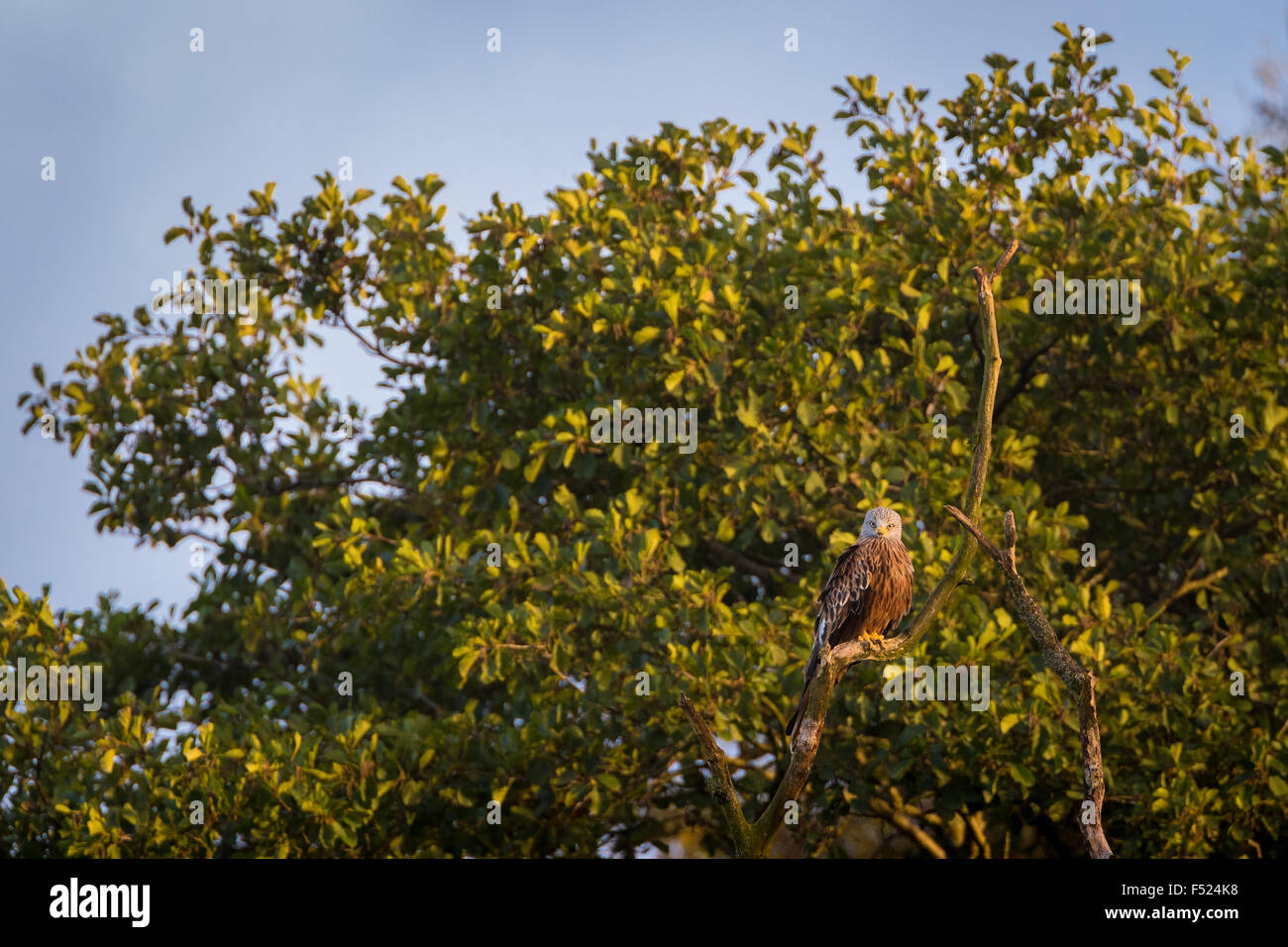 Nibbio reale (Milvus milvus) peched in una struttura ad albero in autunno la luce del sole in Powys, metà del Galles. Foto Stock