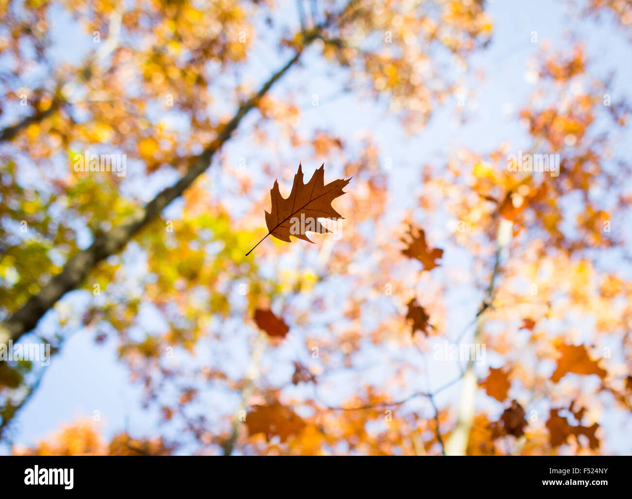 Lampertheim, Germania. 26 ott 2015. Una foglia cade da autunnale di alberi  in una foresta vicino a Lampertheim, Germania, 26 ottobre 2015. Foto: FRANK  RUMPENHORST/DPA/Alamy Live News Foto stock - Alamy