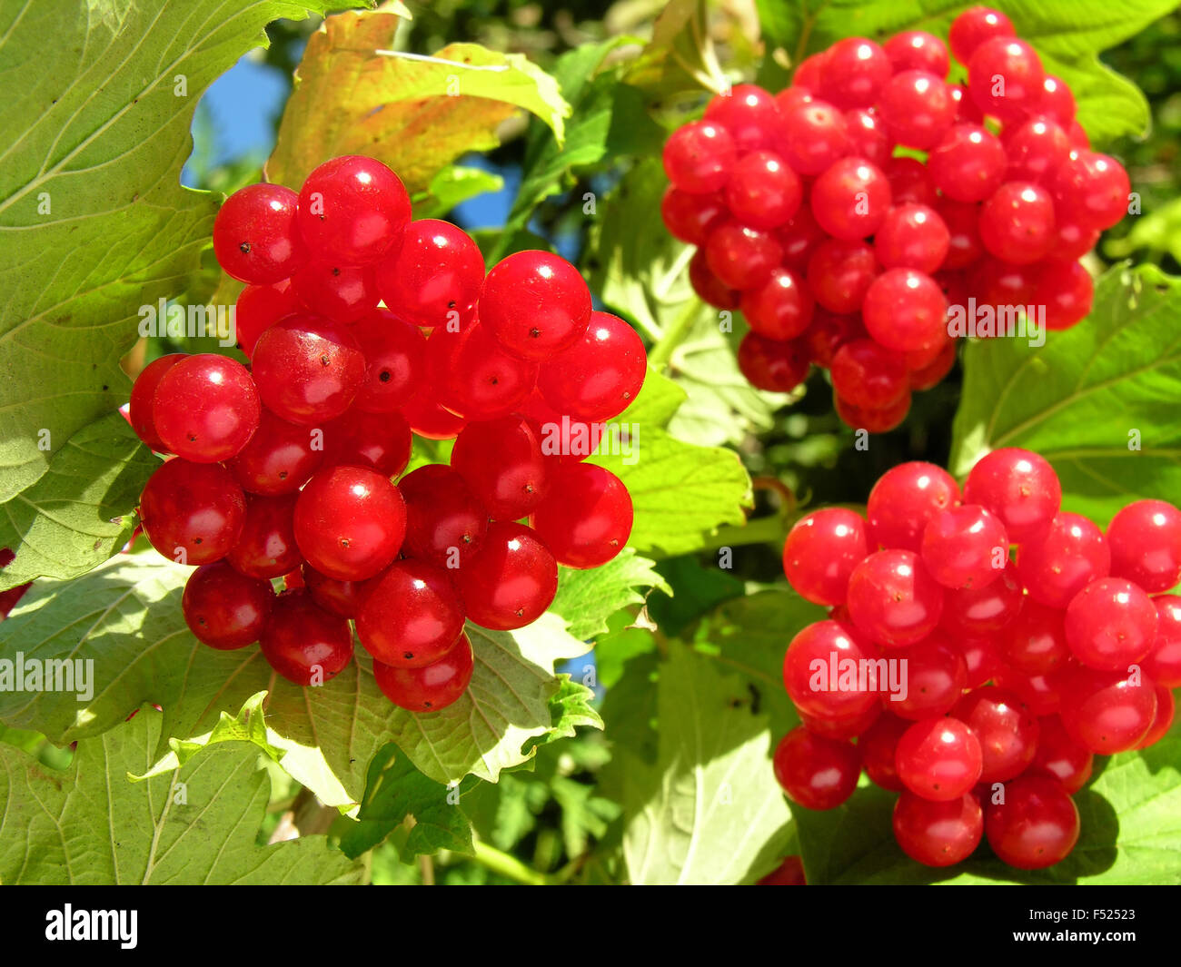 Close-up di viburnum branch Foto Stock