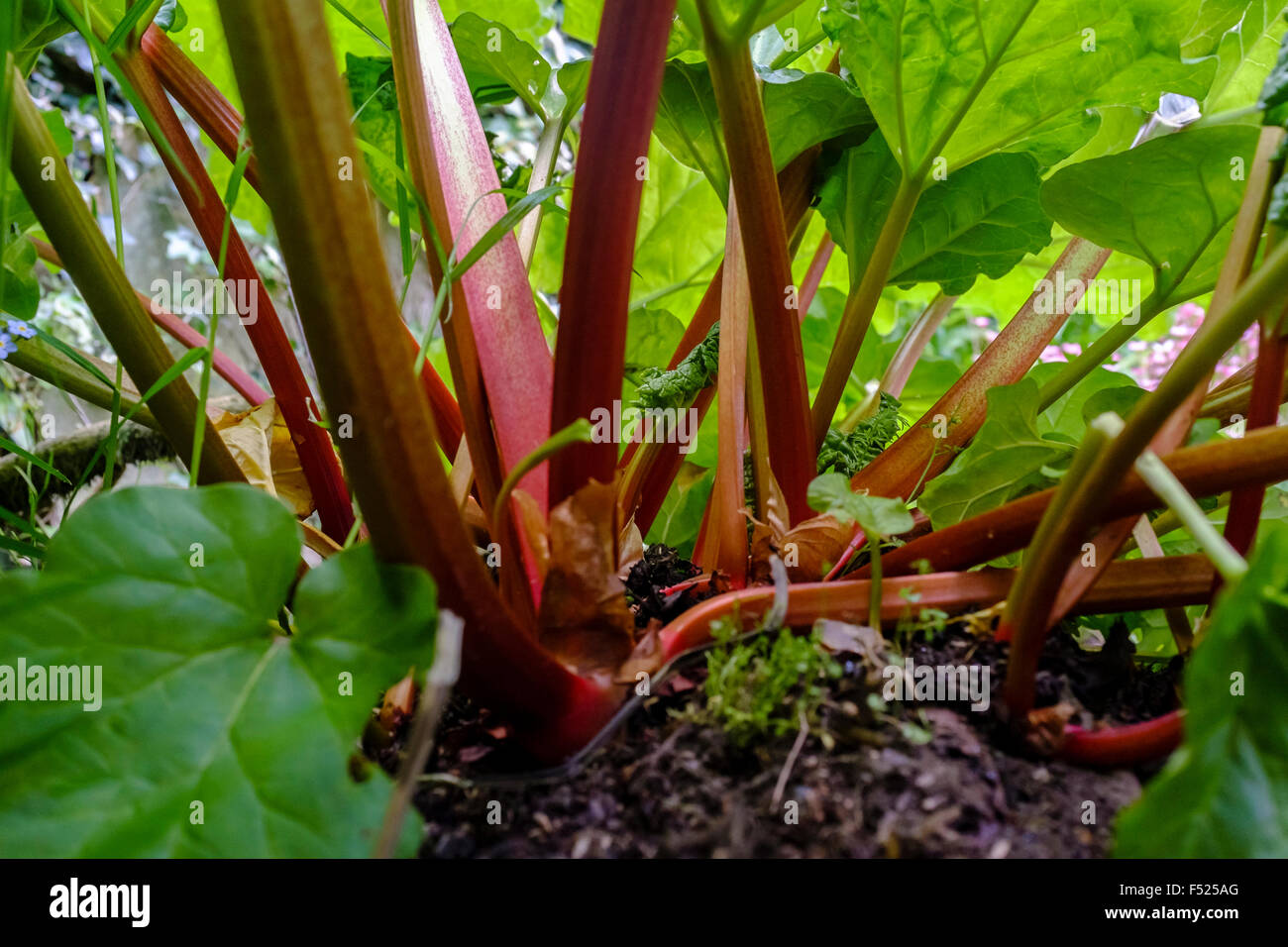Rabarbaro (Rheum rhabarbarum) coltivate nel giardino, Kent .UK Foto Stock
