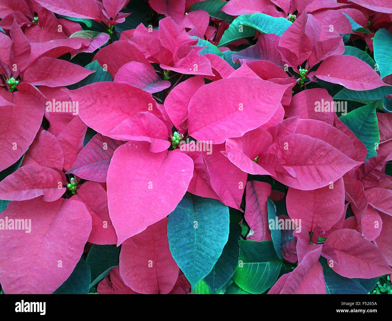Weihnachtsstern, Botanik; Euphorbia, Foto Stock