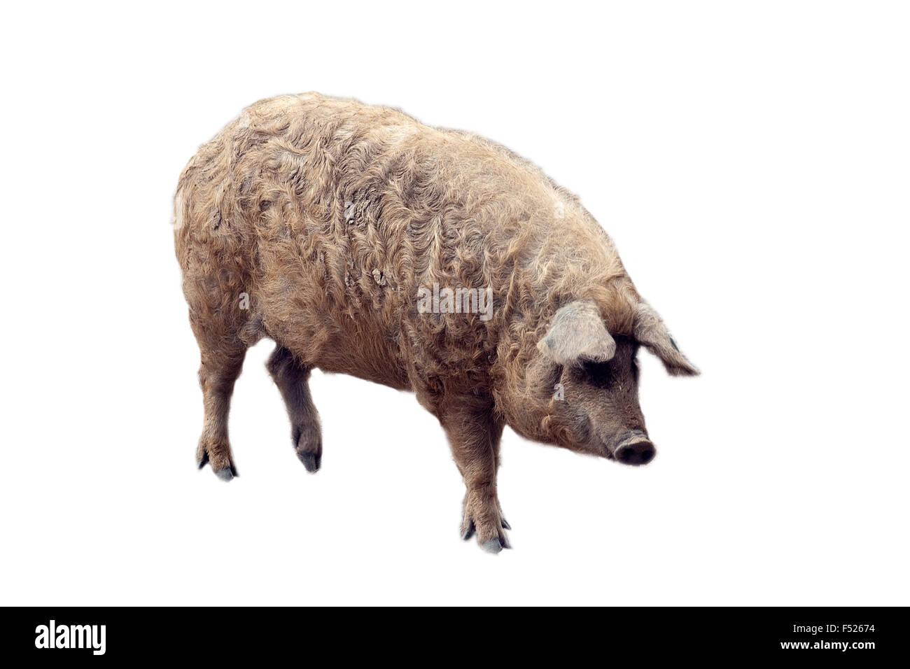 Wollschwein, Mangalica Foto Stock