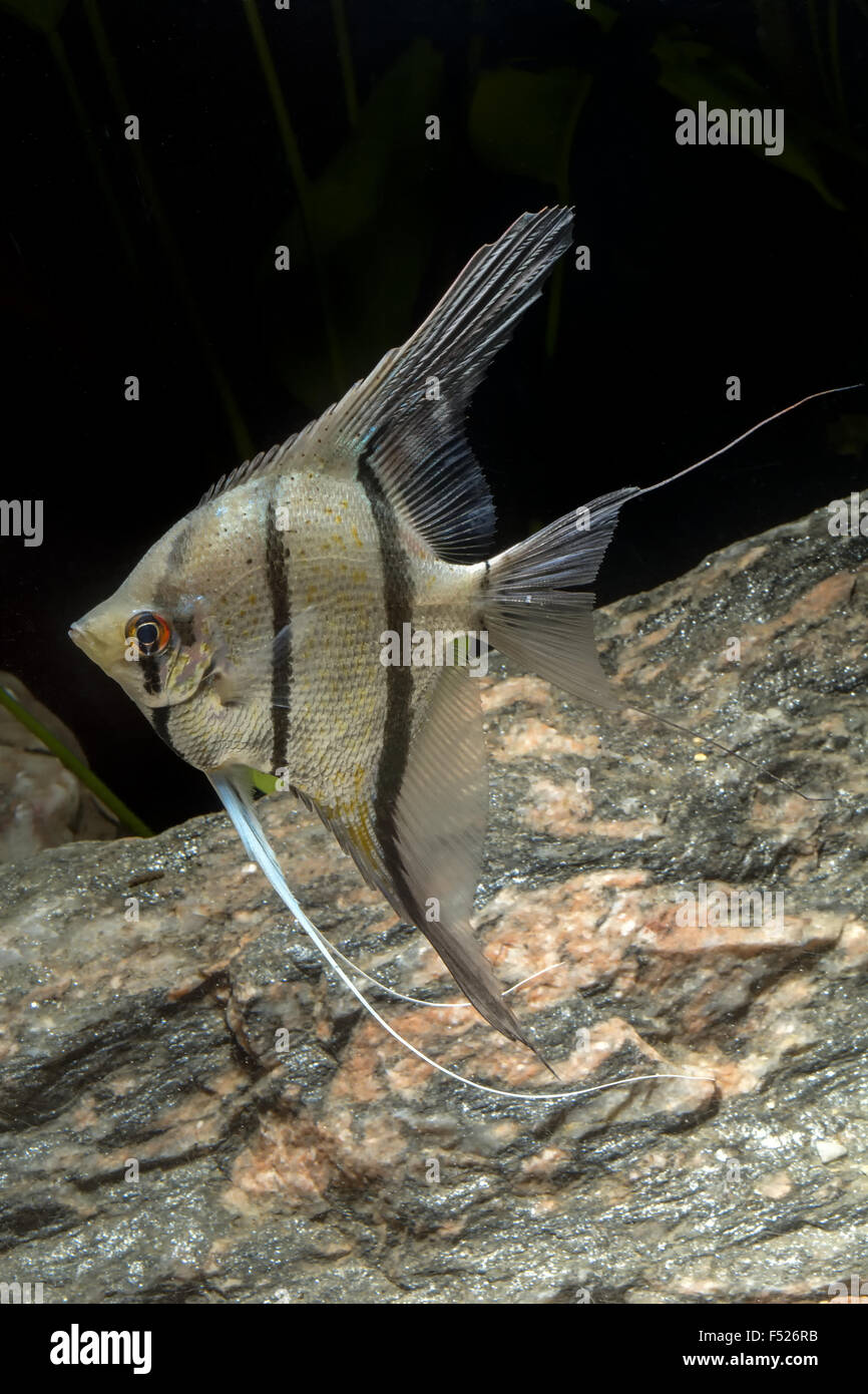 Cichlid pesce dal genere Pterophyllum in acquario Foto Stock