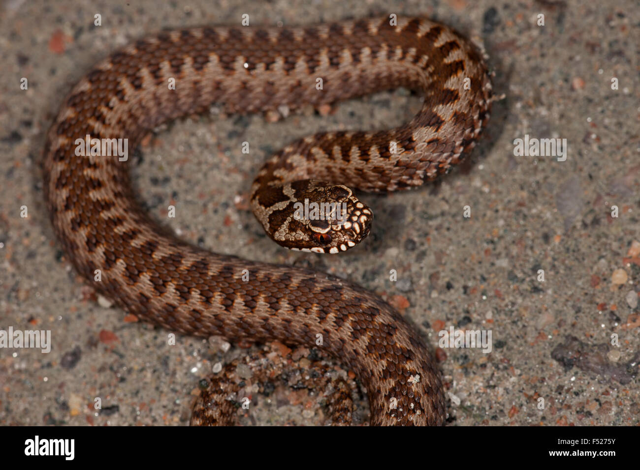 Un po' arrabbiato viper svedese Foto Stock
