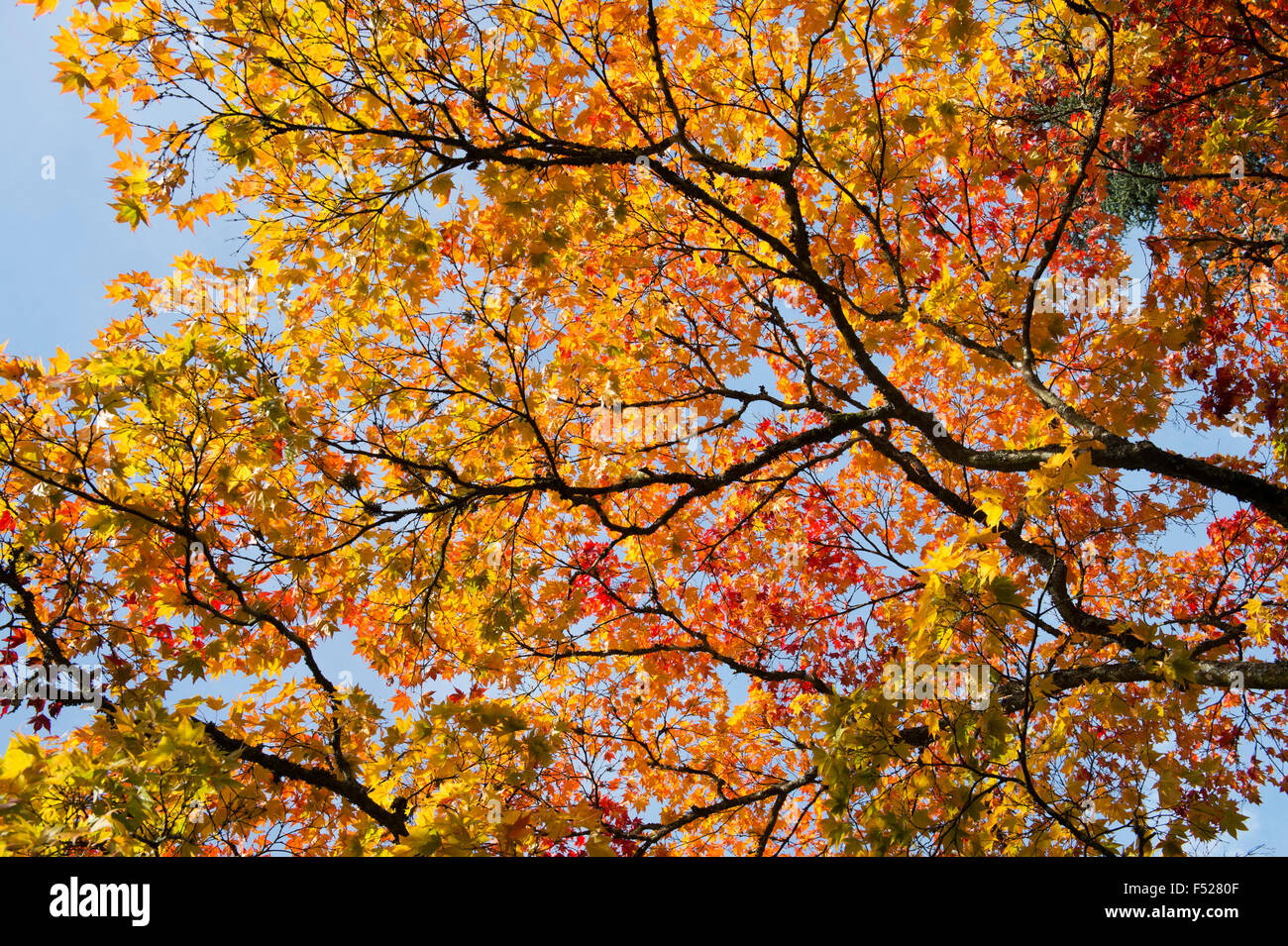 Acer Palmatum Matsumurae. Giapponese acero in autunno Foto Stock