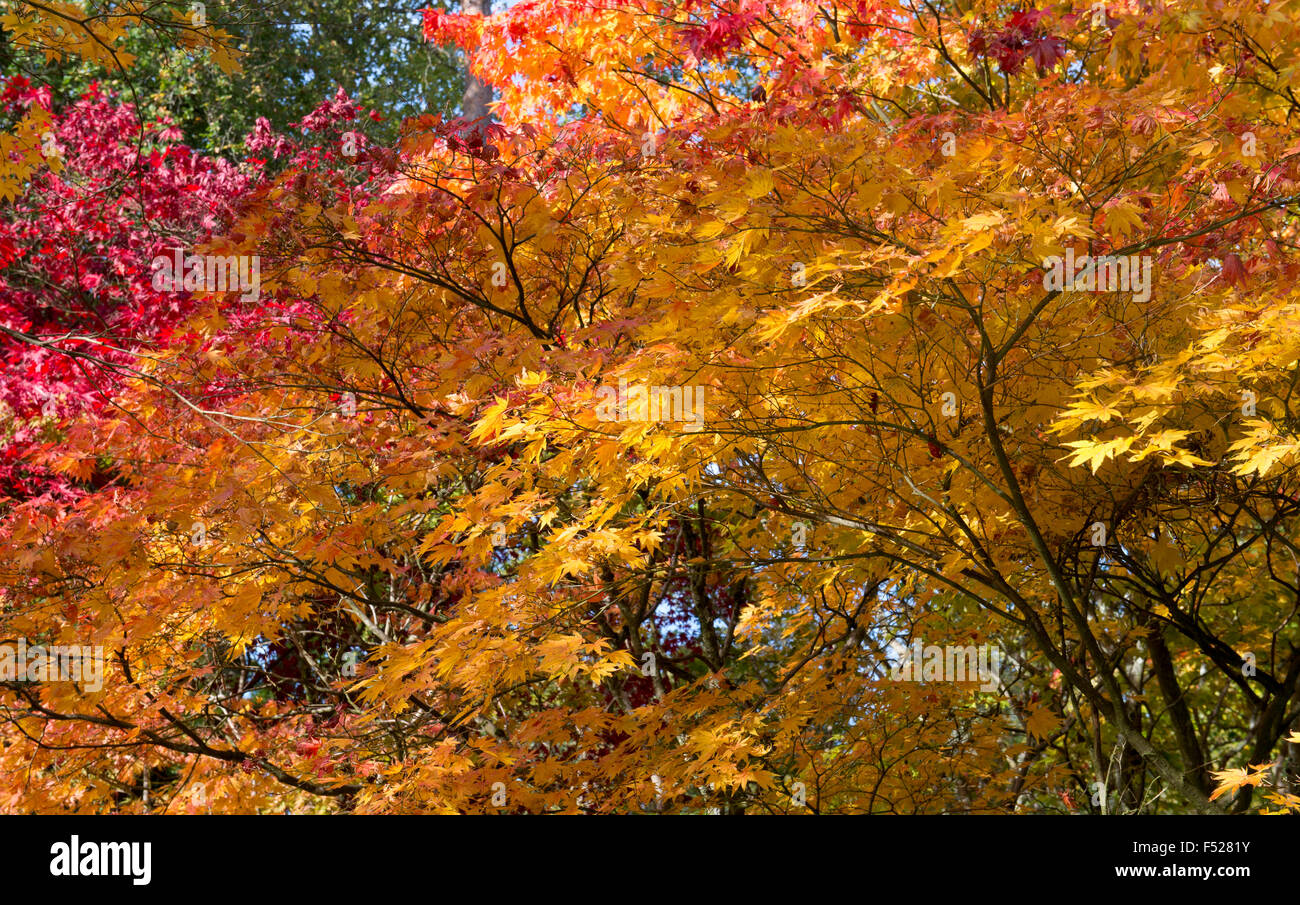 Acer Palmatum Matsumurae. Giapponese acero in autunno Foto Stock