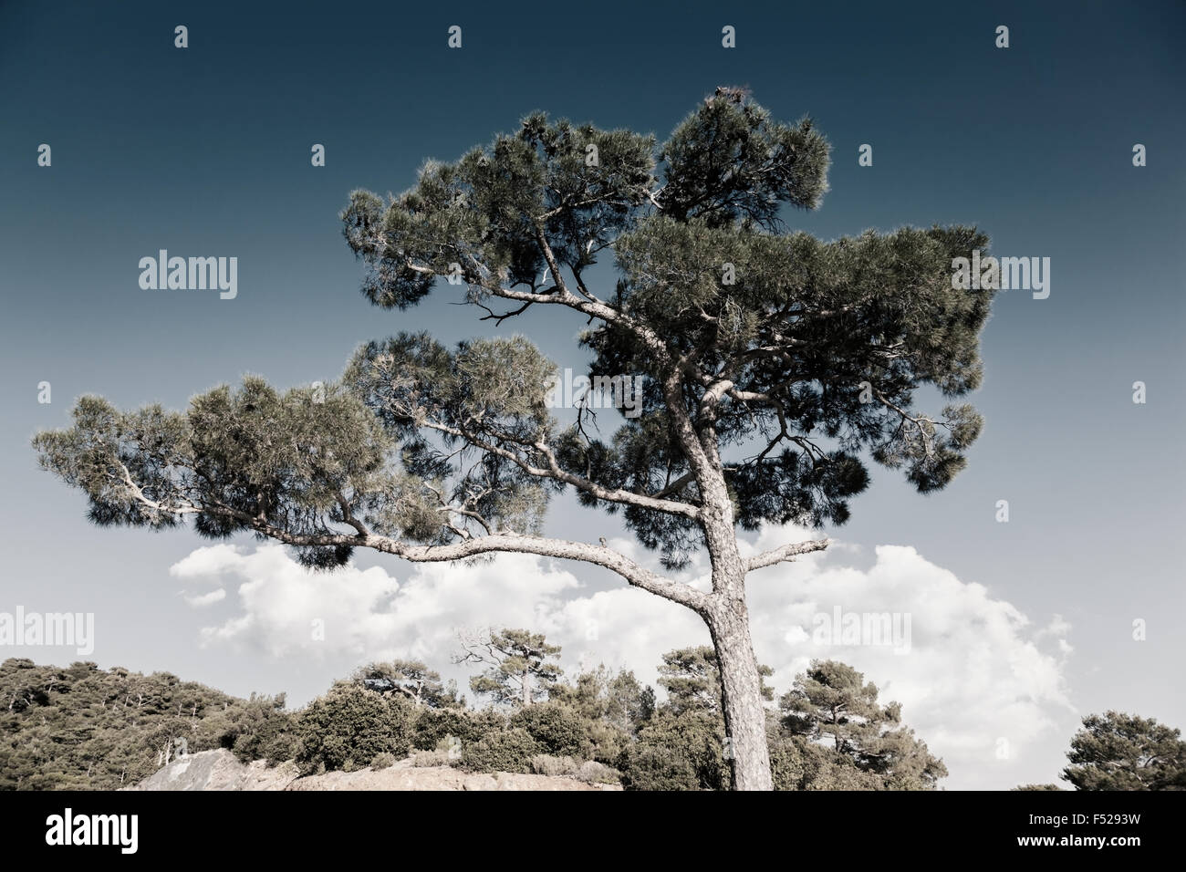 Dissaturato immagine di alberi contro il cielo - Troodos, Cipro Foto Stock