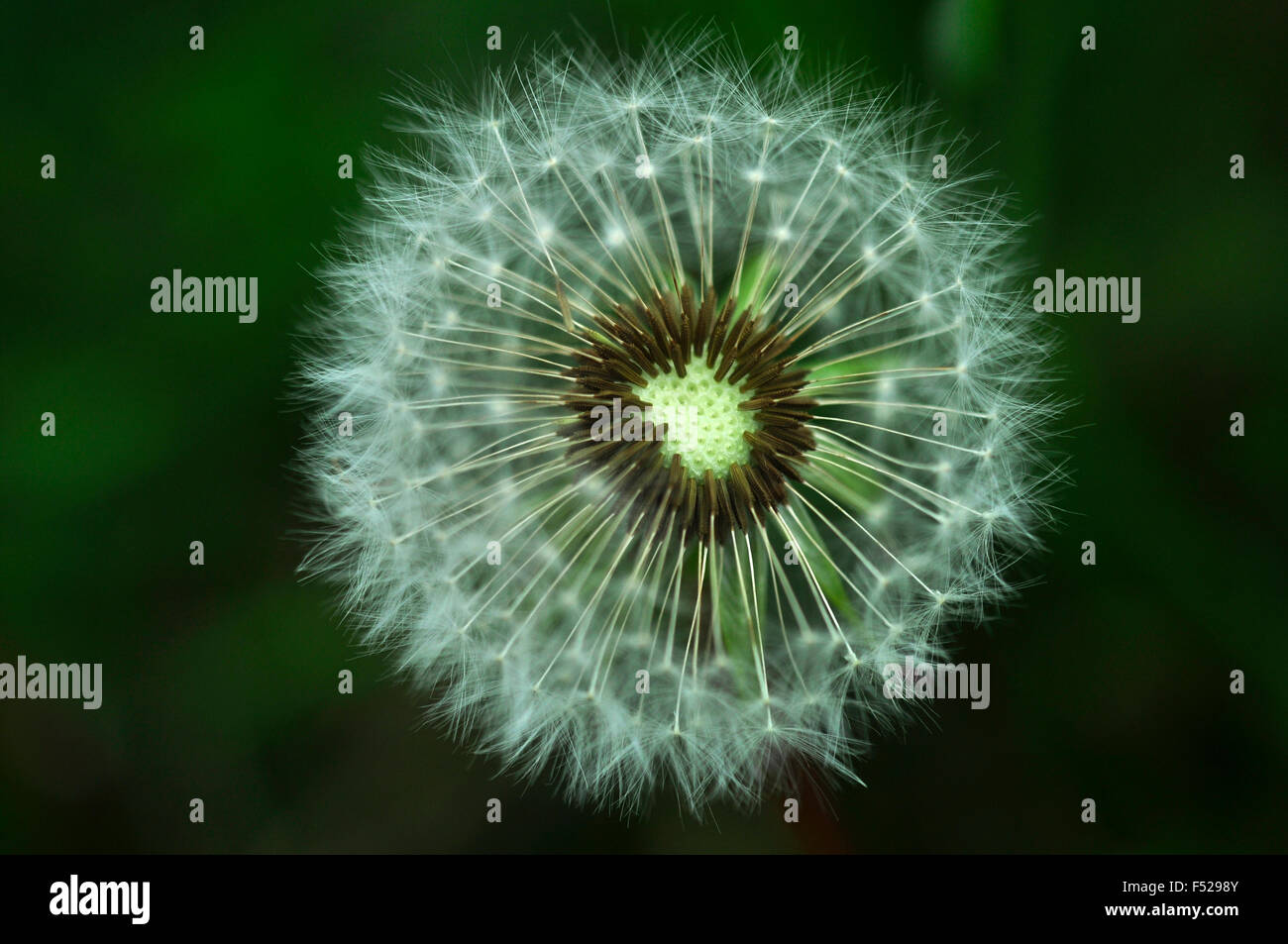 Orologio del dente di Leone Foto Stock