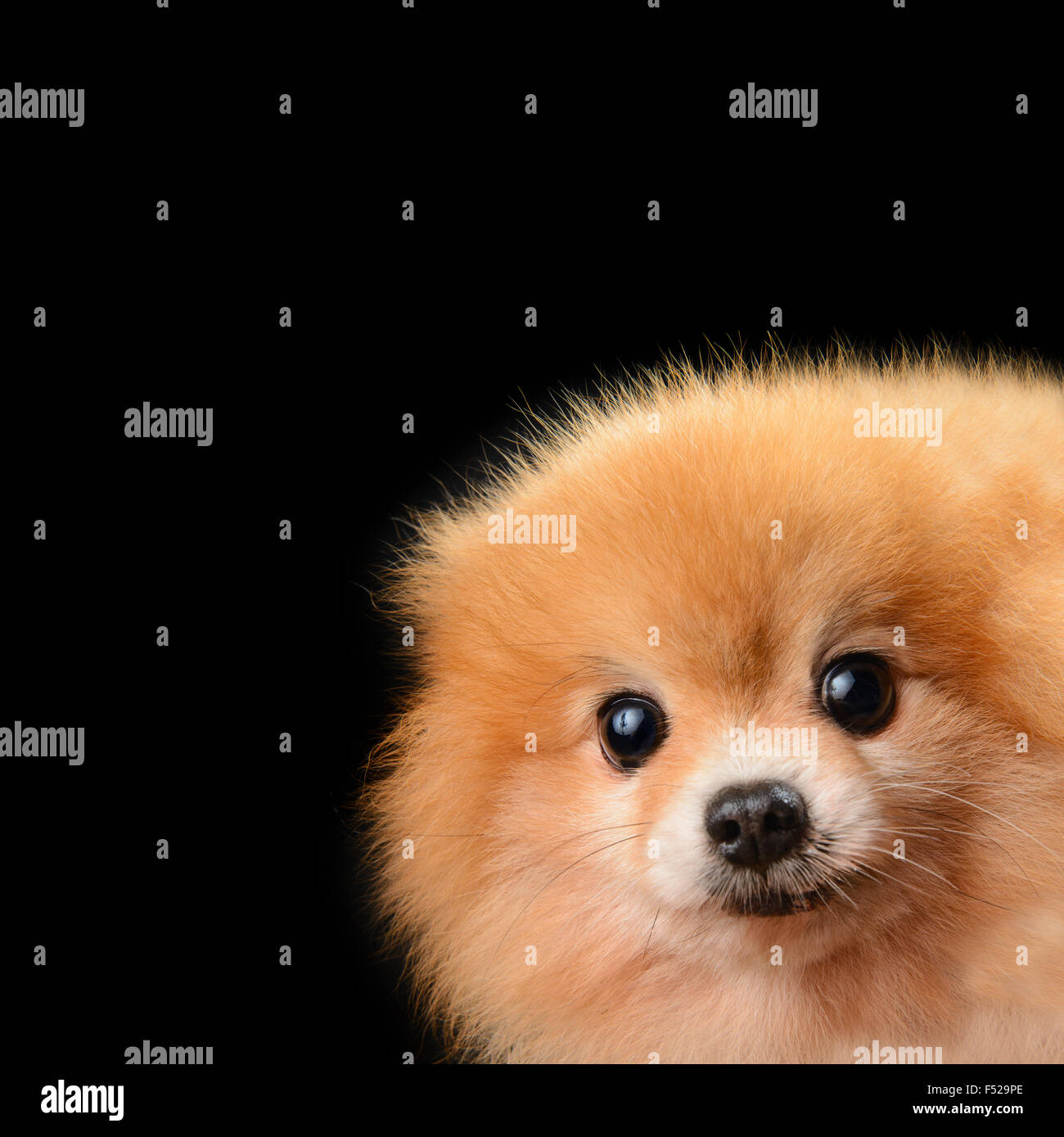 Cane di Pomeranian Foto Stock