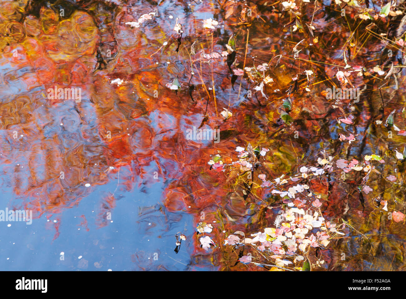 Autunno Autunno fogliame colori riflessi in uno stagno, Somesville, Parco Nazionale di Acadia, Maine, Stati Uniti d'America Foto Stock