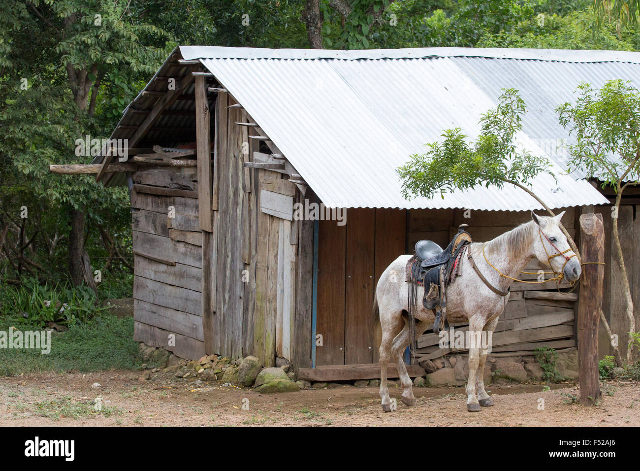 Rurale scena dal Nicaragua con un cavallo bianco in attesa del suo proprietario Foto Stock