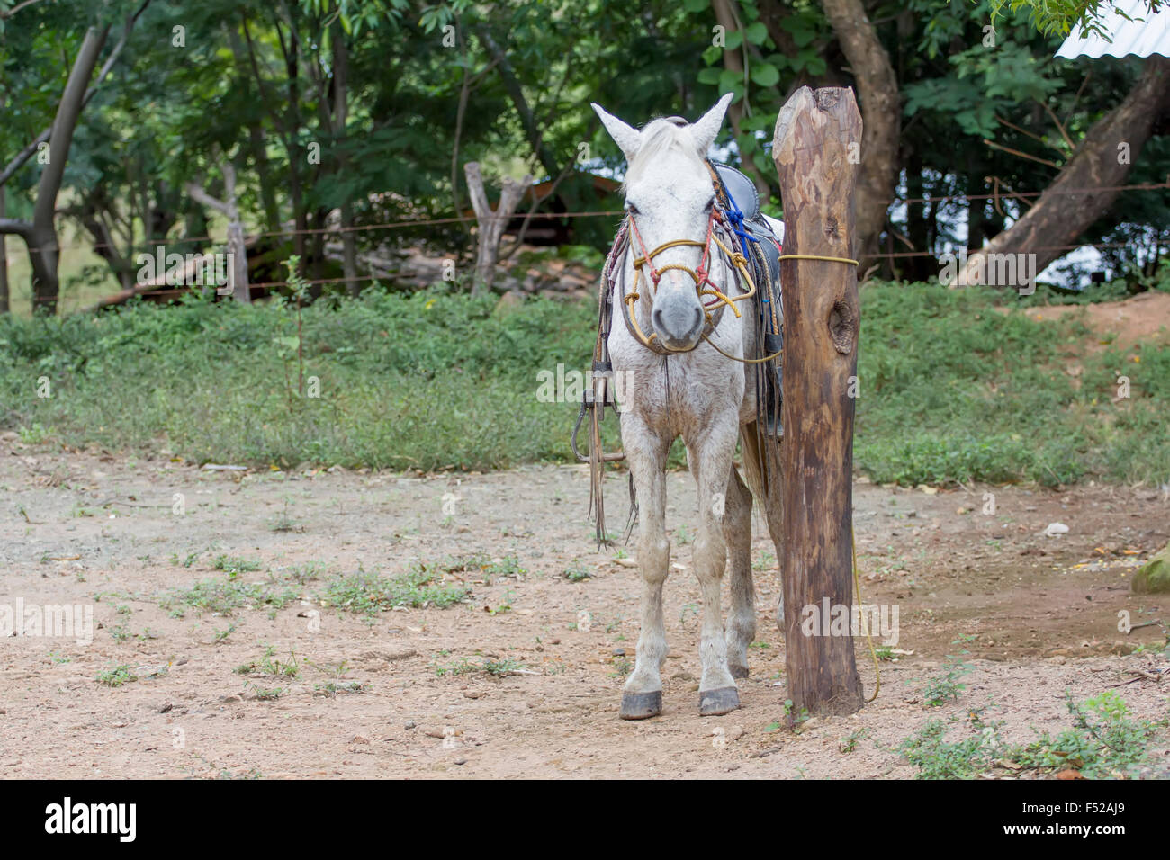 Rurale scena dal Nicaragua con un cavallo bianco in attesa del suo proprietario Foto Stock