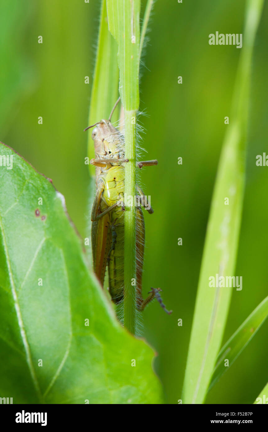Prato Grasshopper (Chorthippus parallelus) su gras Germania Europa Foto Stock