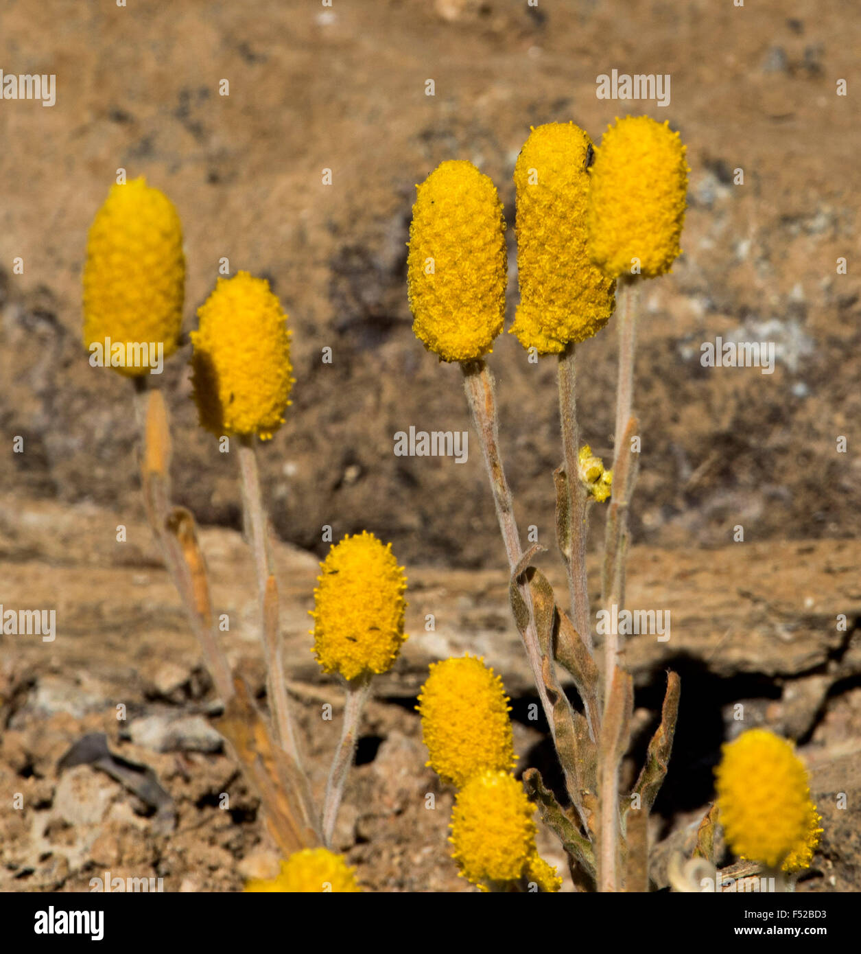 Cluster di giallo dorato dei fiori di Pycnosorus pleiocephalus, Soft Billy pulsanti, crescendo in outback Australia Foto Stock