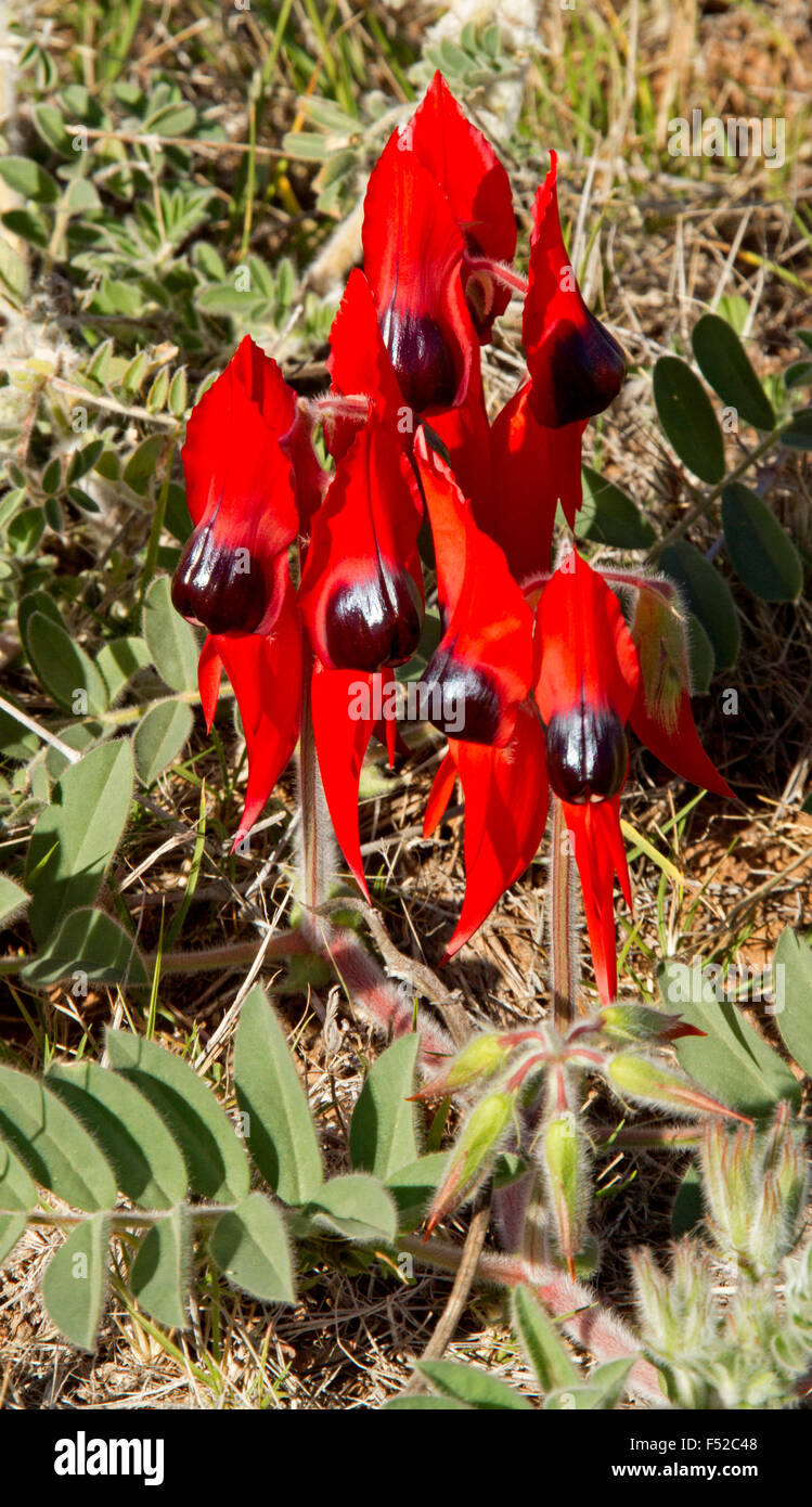 Cluster di vividi fiori rossi, foglie e germogli di Sturt il deserto della pea Swainsona formosa in Flinders Ranges in outback Australia Foto Stock