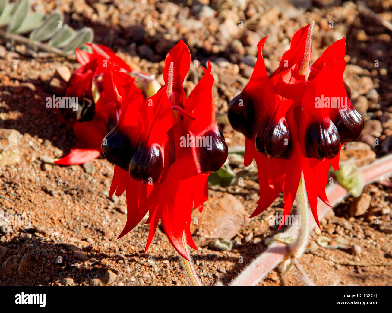 Cluster di vividi fiori rossi di Sturt il deserto della pea Swainsona formosa in Flinders Ranges in outback Australia Foto Stock