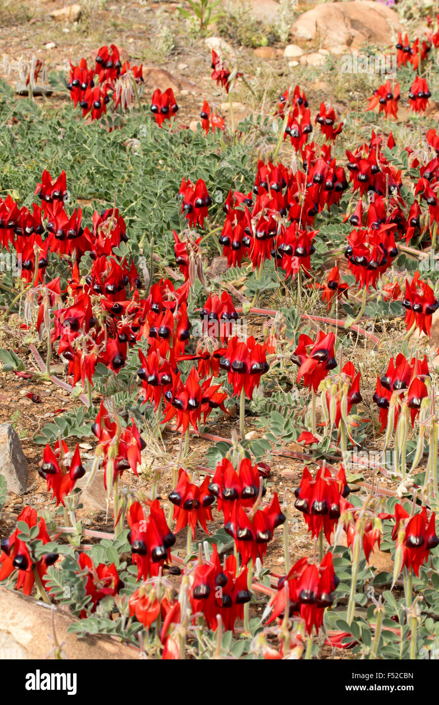 Cluster di grandi dimensioni di vividi fiori rossi & Foglie di Sturt il deserto della pea Swainsona formosa in Flinders Ranges in outback Australia Foto Stock