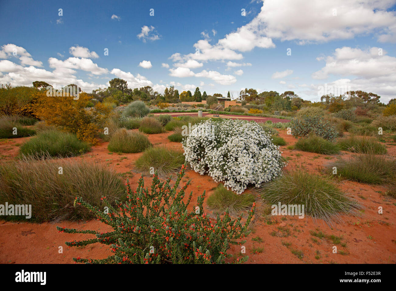 Paesaggio colorato con masse di fiori di campo in terra rossa sotto il cielo blu a Australian Terre Aride Botanic Gardens Porto Augusta Sud Australia Foto Stock