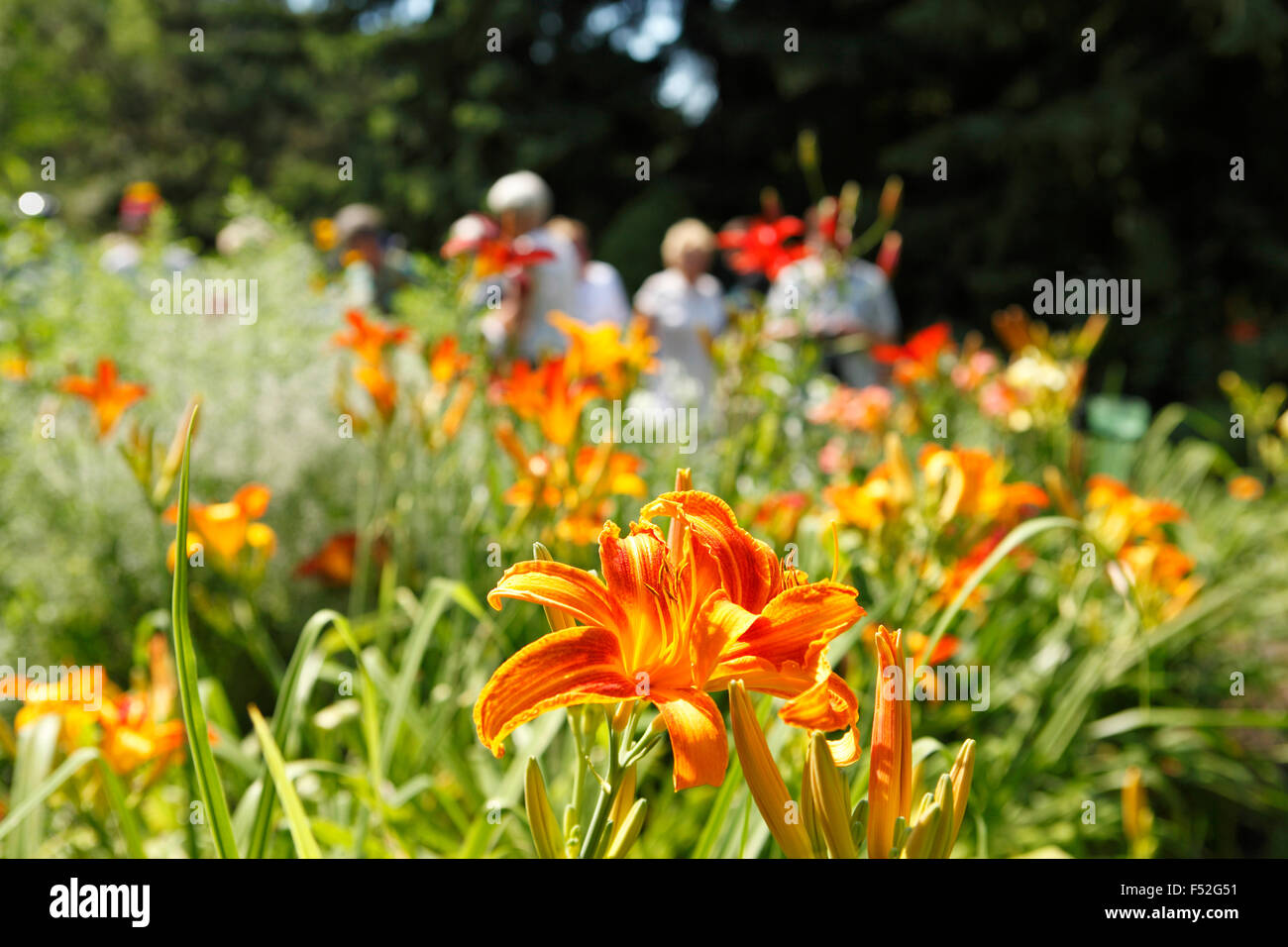 Giardino fiorito, Mecklenburg, estate, Foto Stock