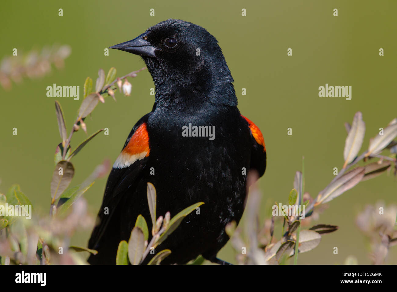 Rosso-winged blackbird - maschio Foto Stock