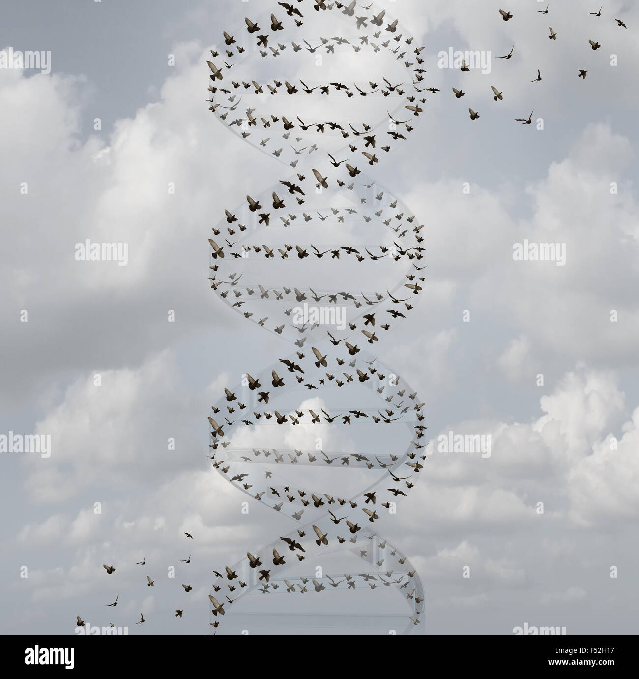 DNA in natura e scienza medica il concetto di ricerca come un gruppo di uccelli in volo a forma di una doppia elica come la biotecnologia e la sanità biologia simbolo di tecnologia per il gene chimica e medicina genetica. Foto Stock