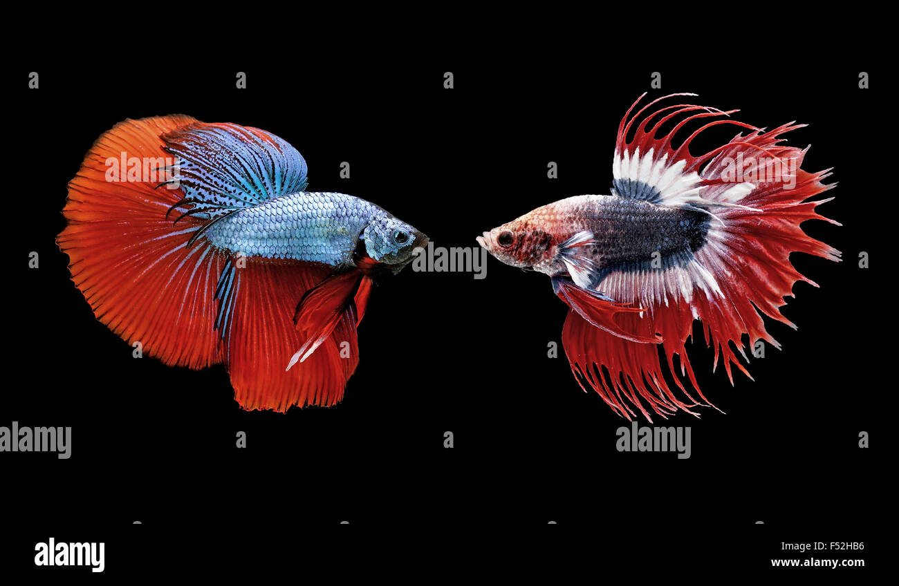 Betta pesce, siamese fighting fish isolati su sfondo nero Foto Stock
