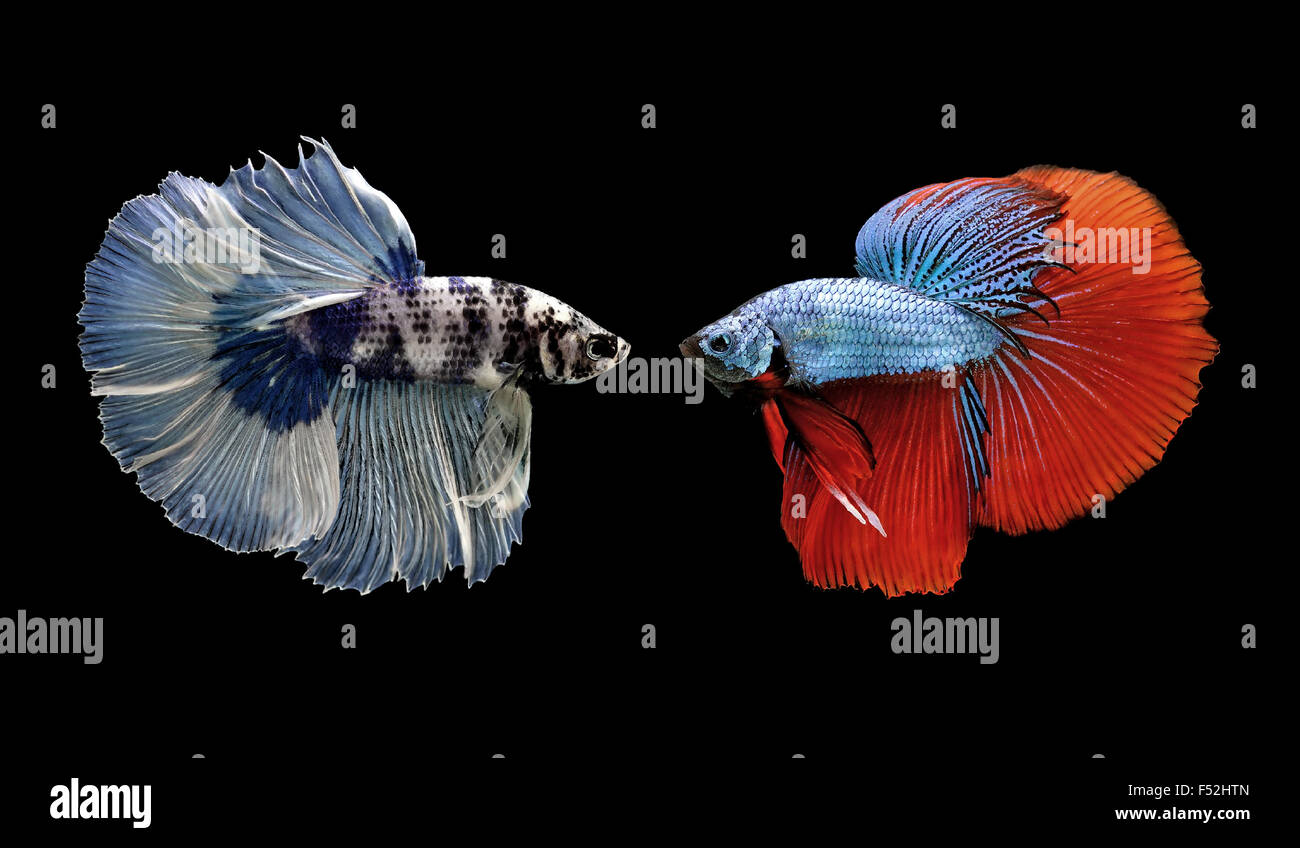 Betta pesce, siamese fighting fish isolati su sfondo nero Foto Stock
