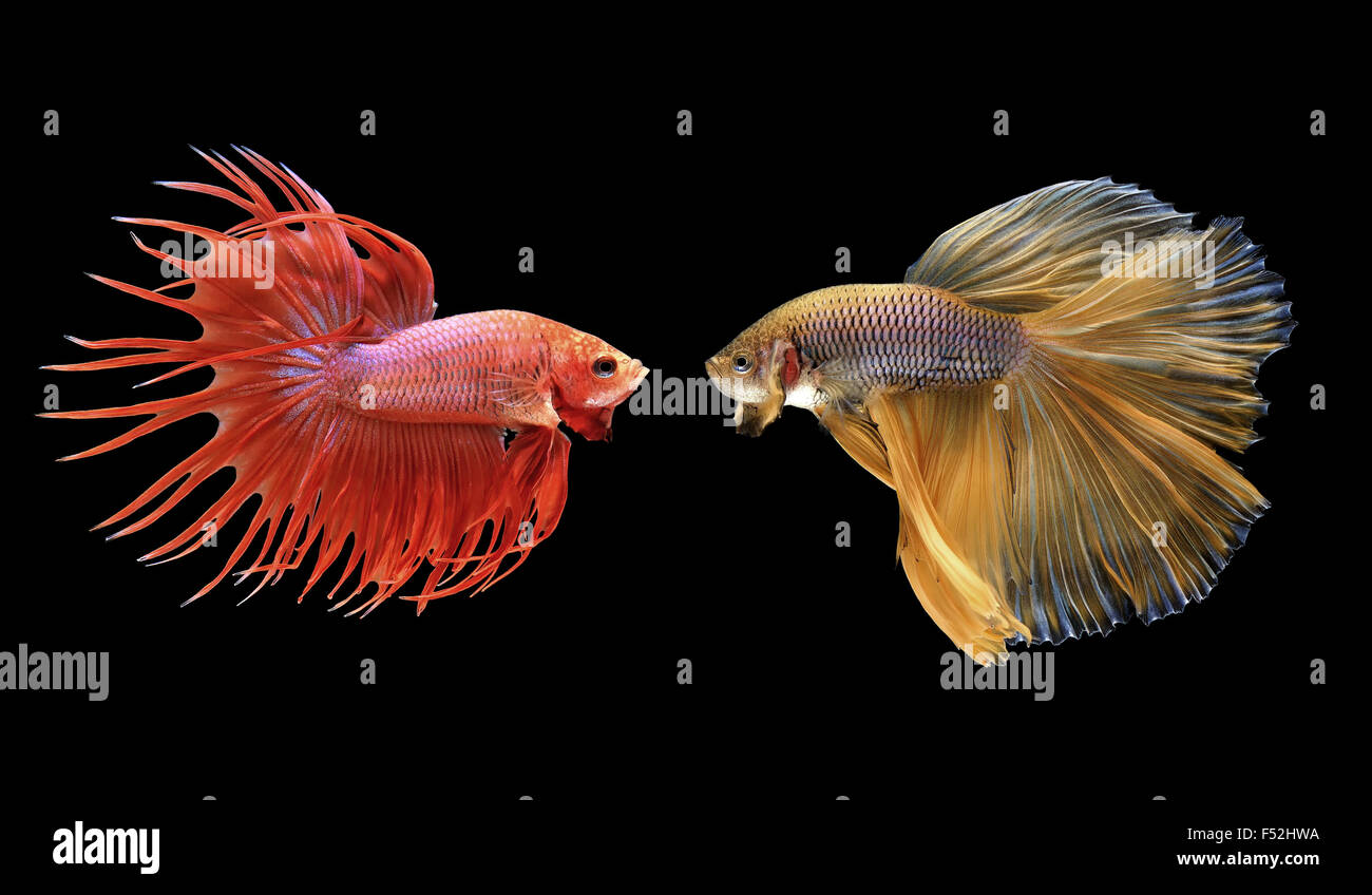 Betta pesce, siamese fighting fish isolati su sfondo nero Foto Stock