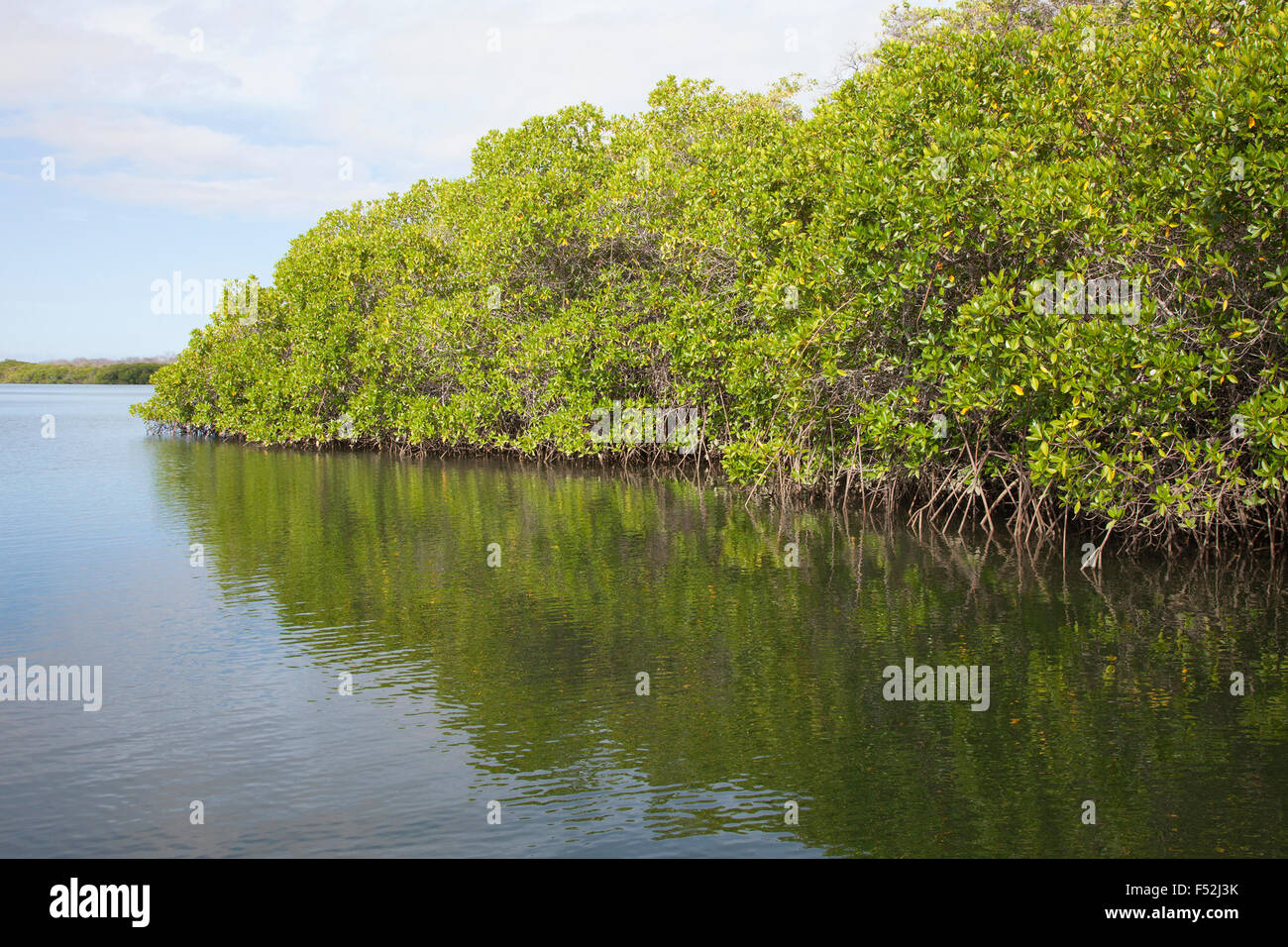 Isole Galapagos foresta di mangrovie rosse nella zona intertidale lungo la riva di Black Turtle Cove, un estuario sull'isola di Santa Cruz. Rhizophora mangle Foto Stock