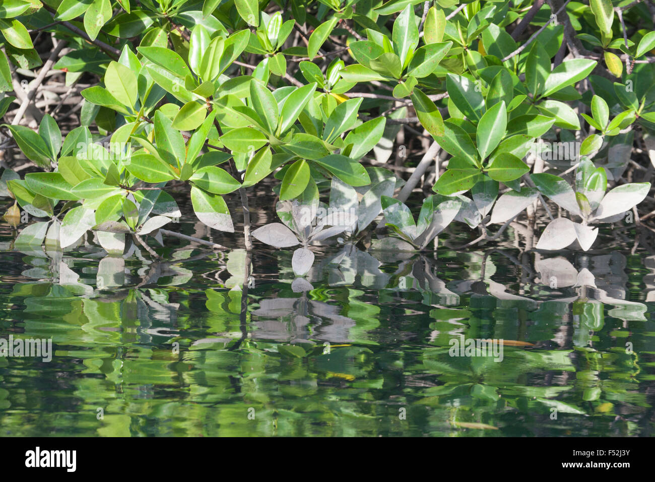 Mangrovia rossa (Rhizophora mangle) parzialmente sommerso in zona intercotidale lungo la costa di Black Turtle Cove, un estuario sull isola di Santa Cruz Foto Stock