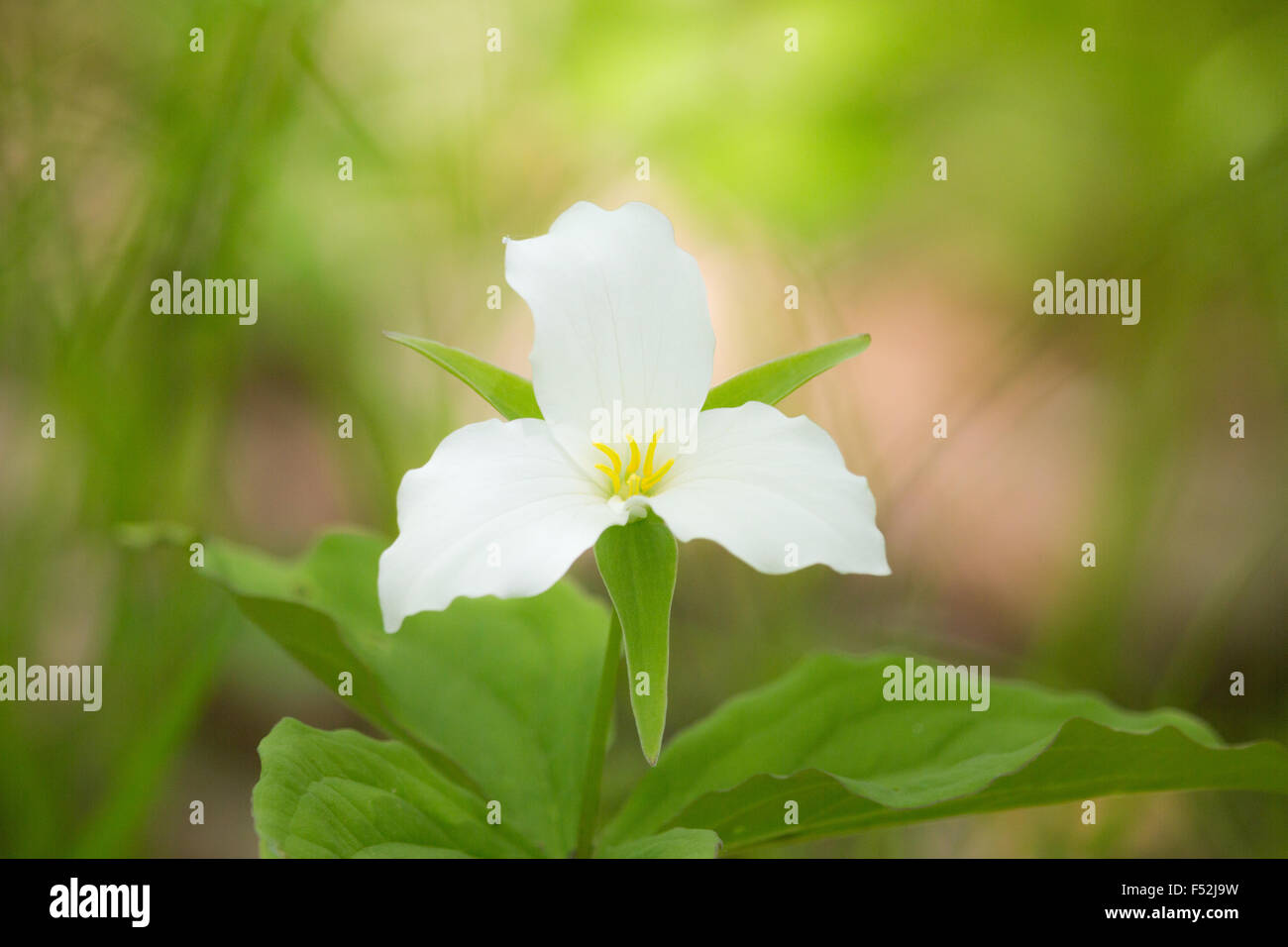 A FIORE GRANDE trillium Foto Stock