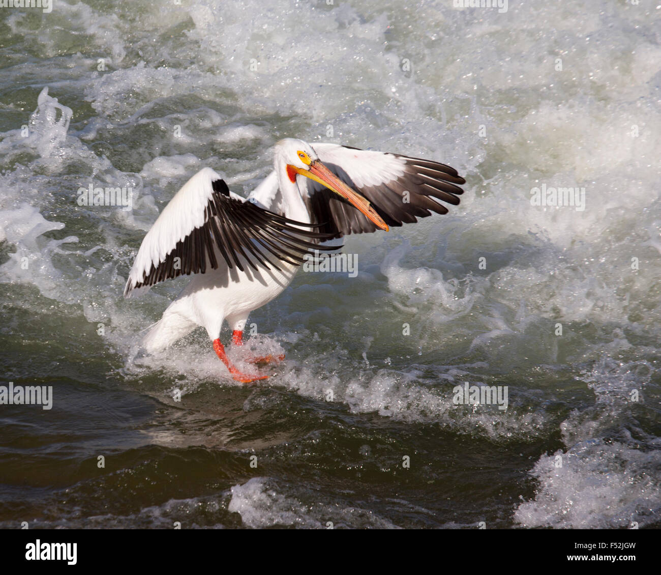 Americano bianco pellicani (Pelecanus erythrorhynchos) in atterraggio a spruzzo da la diga sul fiume Saskatchewan Foto Stock