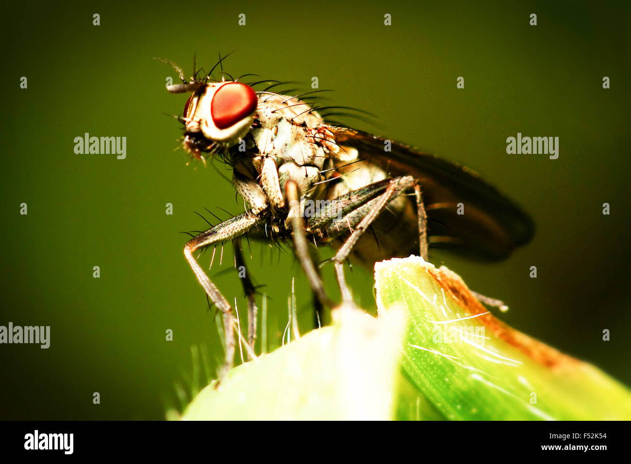 Vero le mosche sono insetti dell'ordine Ditteri si pone un singolo pare dell'ala Foto Stock