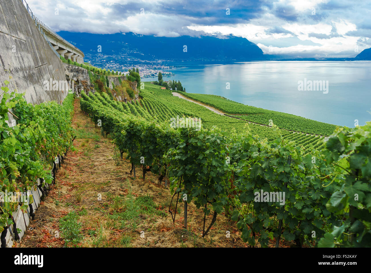 Nel vigneto di Lavaux, un sito Patrimonio Mondiale dell'UNESCO. Il lago di Ginevra, Svizzera. Foto Stock