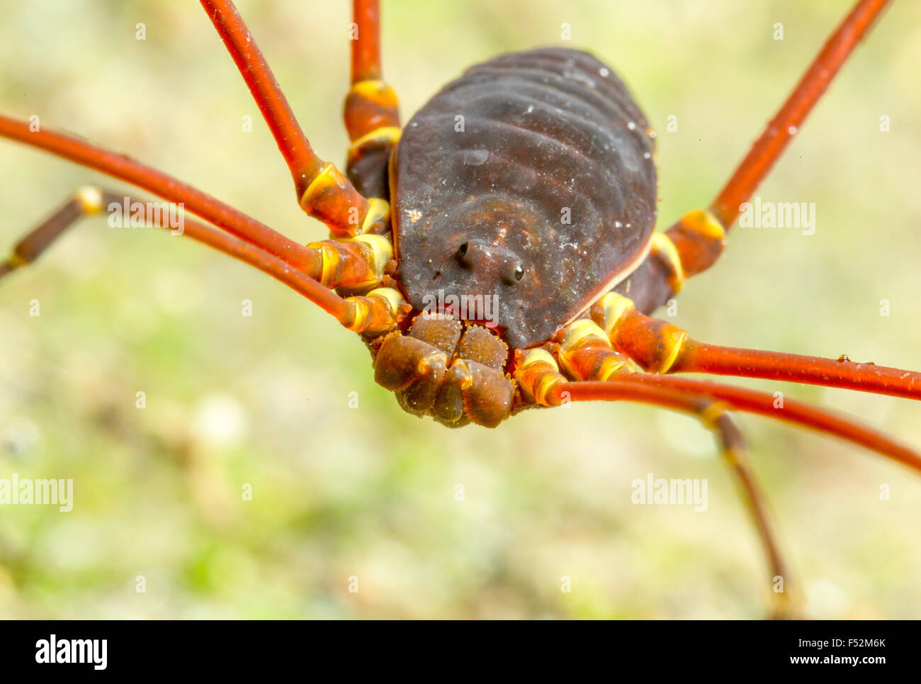 Opiliones precedentemente Phalangida sono un ordine di aracnidi comunemente noto come Harvestmen Foto Stock