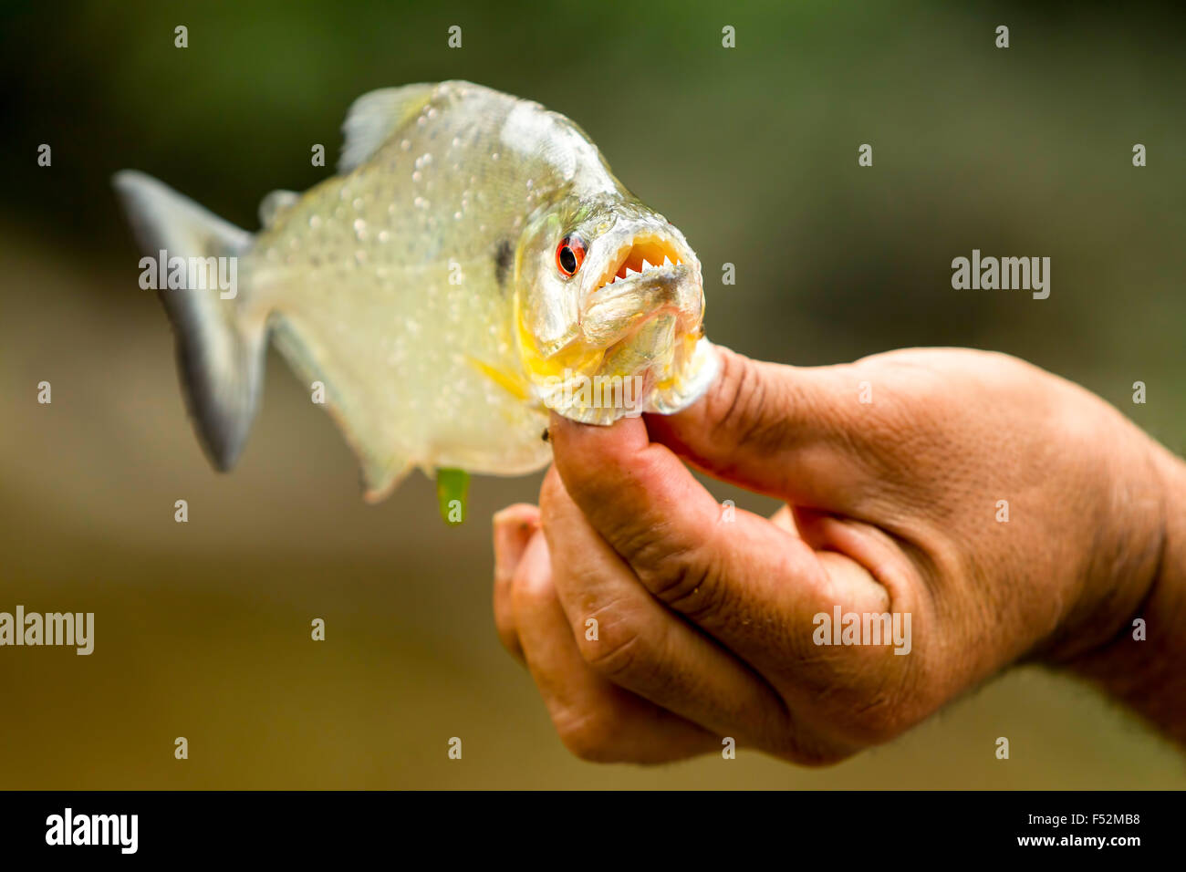 Aggressivo pesce Piranha con la bocca aperta Foto Stock