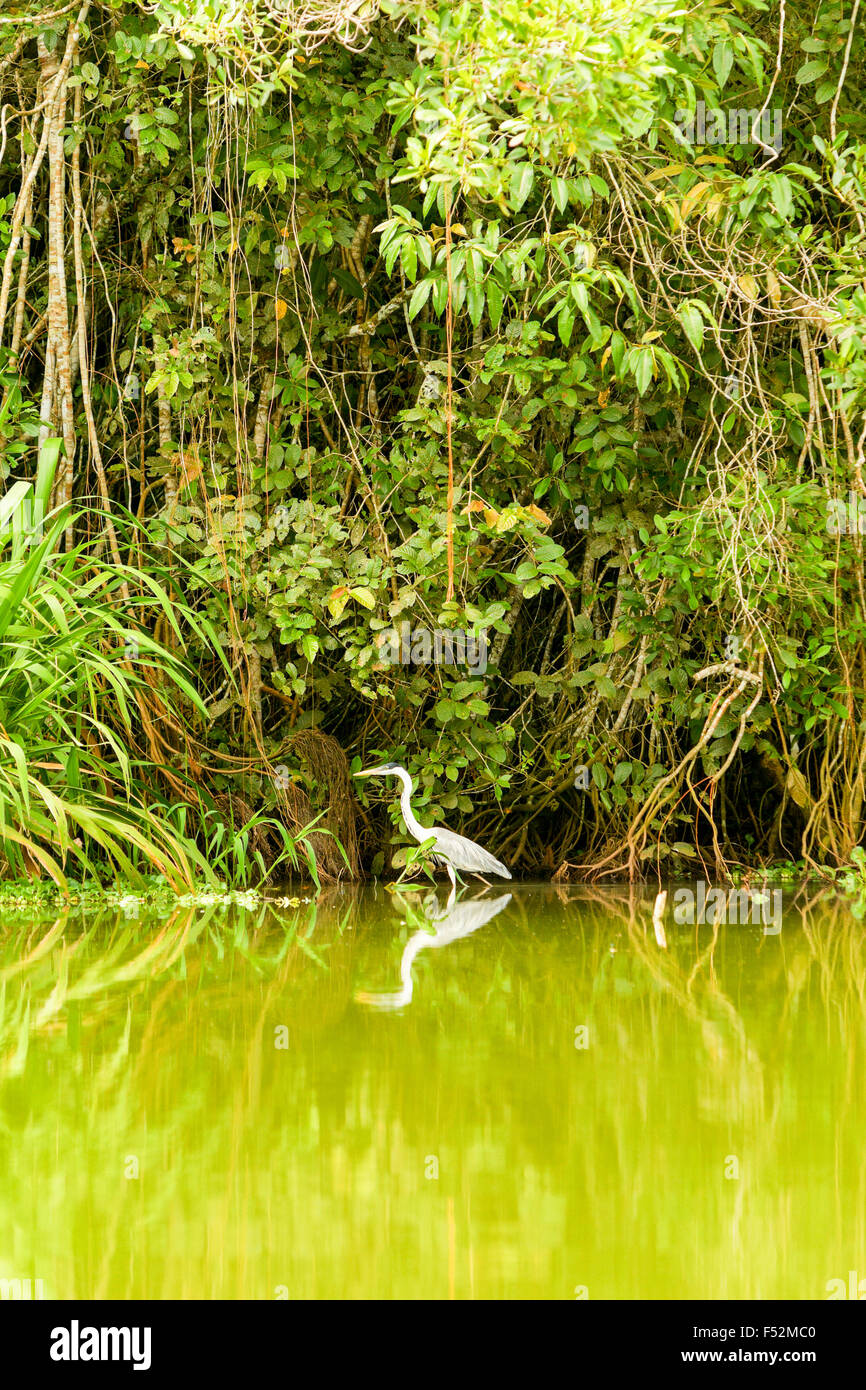 Cicogna grigio Shot In the Wild In Amazzonia ecuadoriana Foto Stock