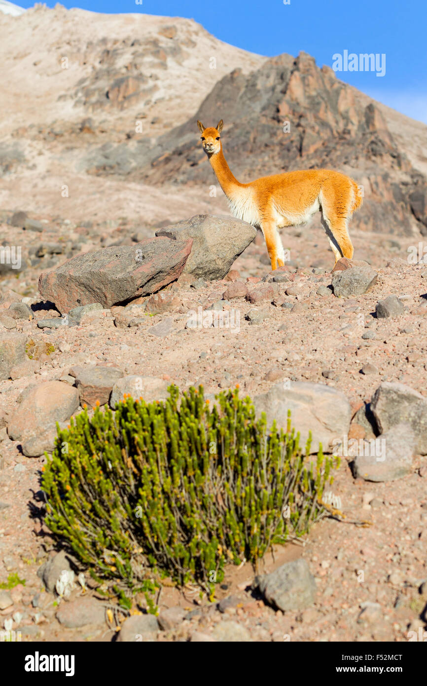 Vicugna o vigogna maschio un Camelid Specie specifiche per le Ande Highlands in Sud America custodire il suo gregge Shot In the Wild In Chimborazo R faunistico Foto Stock