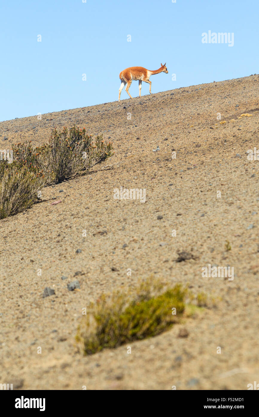 Vicugna o vigogna maschio un Camelid Specie specifiche per le Ande Highlands in Sud America Shot In the Wild In Chimborazo riserva faunistica in Ecuador Foto Stock