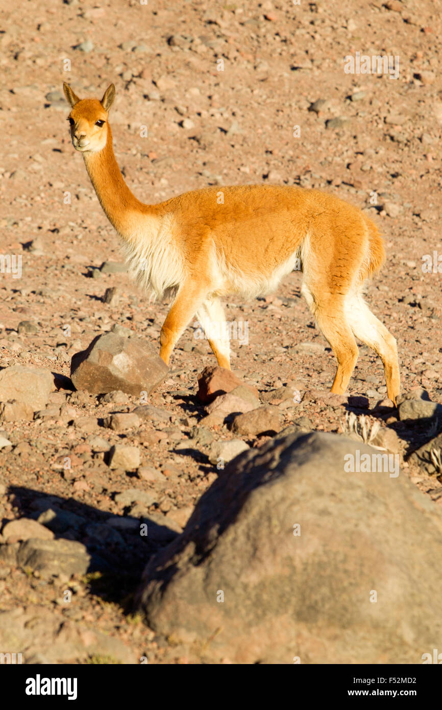 Vicugna o vigogna maschio un Camelid Specie specifiche per le Ande Highlands in Sud America custodire il suo gregge Shot In the Wild In Chimborazo R faunistico Foto Stock