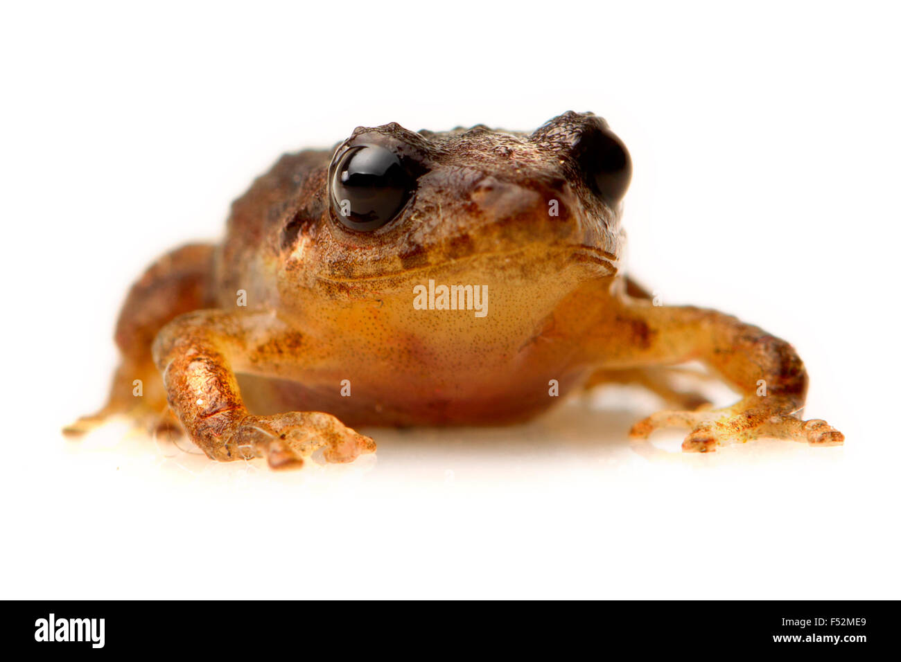 Basso angolo di una rana marrone isolati su sfondo bianco Foto Stock