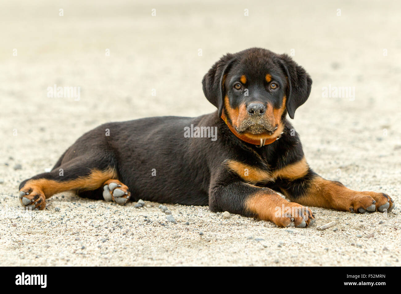 Rottweiler cucciolo che pongono il colpo da basso angolo tipica espressione di un cane sicuro di sé Foto Stock