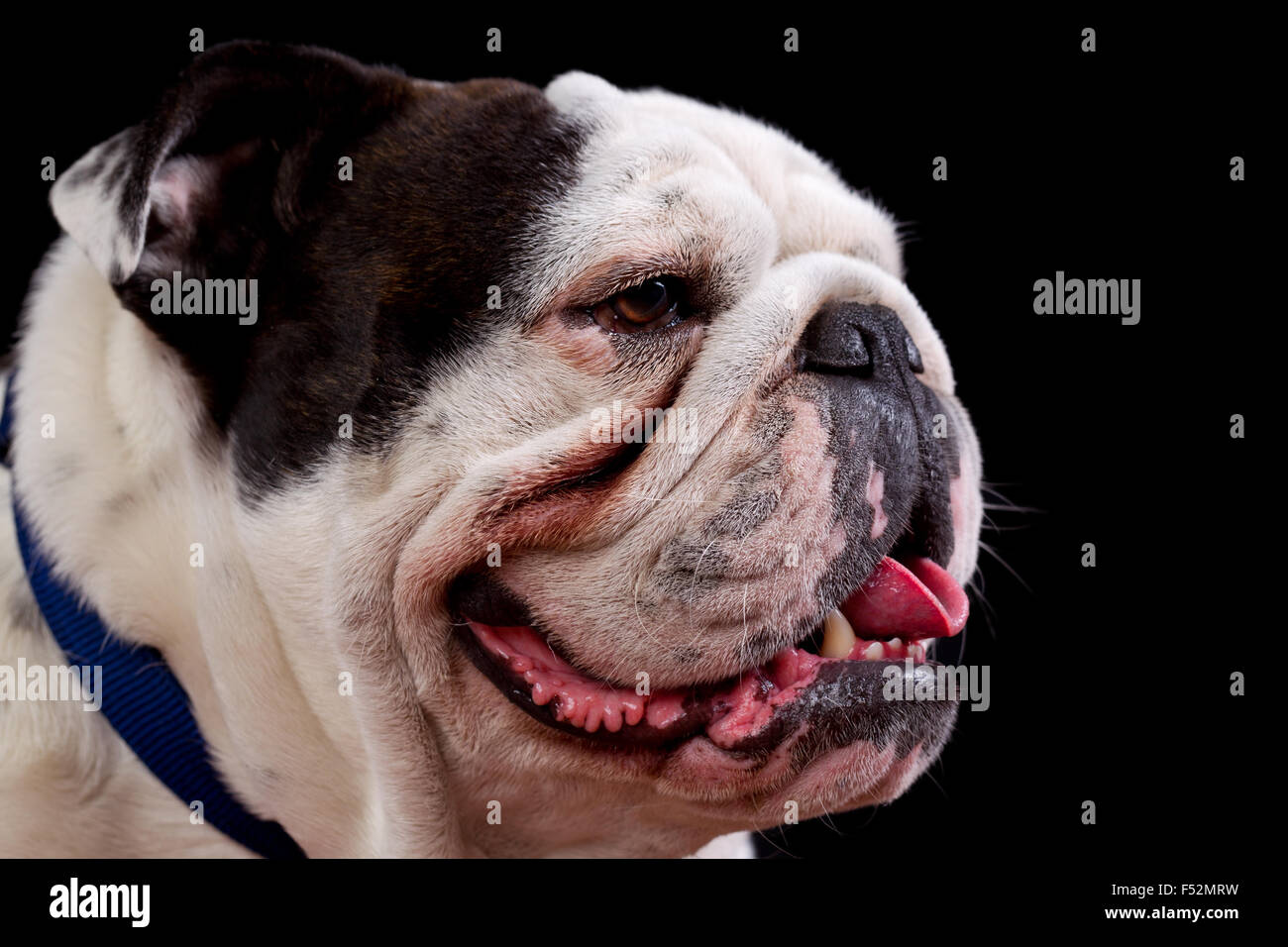 Bulldog Mug Shot Foto Stock