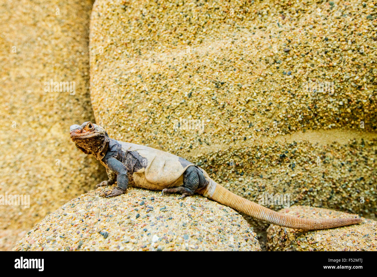 Versando Lizard in appoggio sulla colorata Rock nel suo habitat naturale Foto Stock