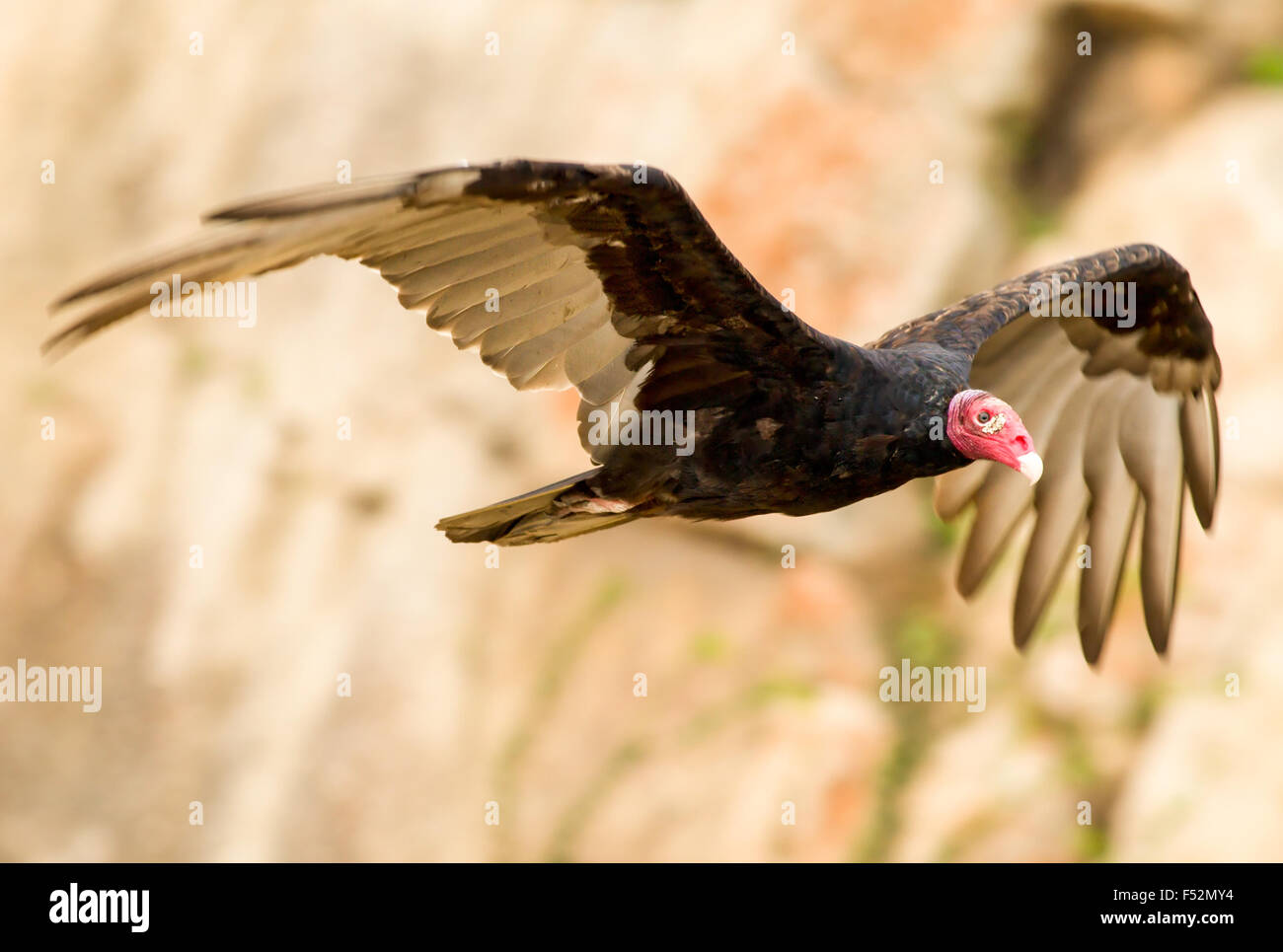 La Turchia maschio Vulture battenti vicino intervallo shot Foto Stock